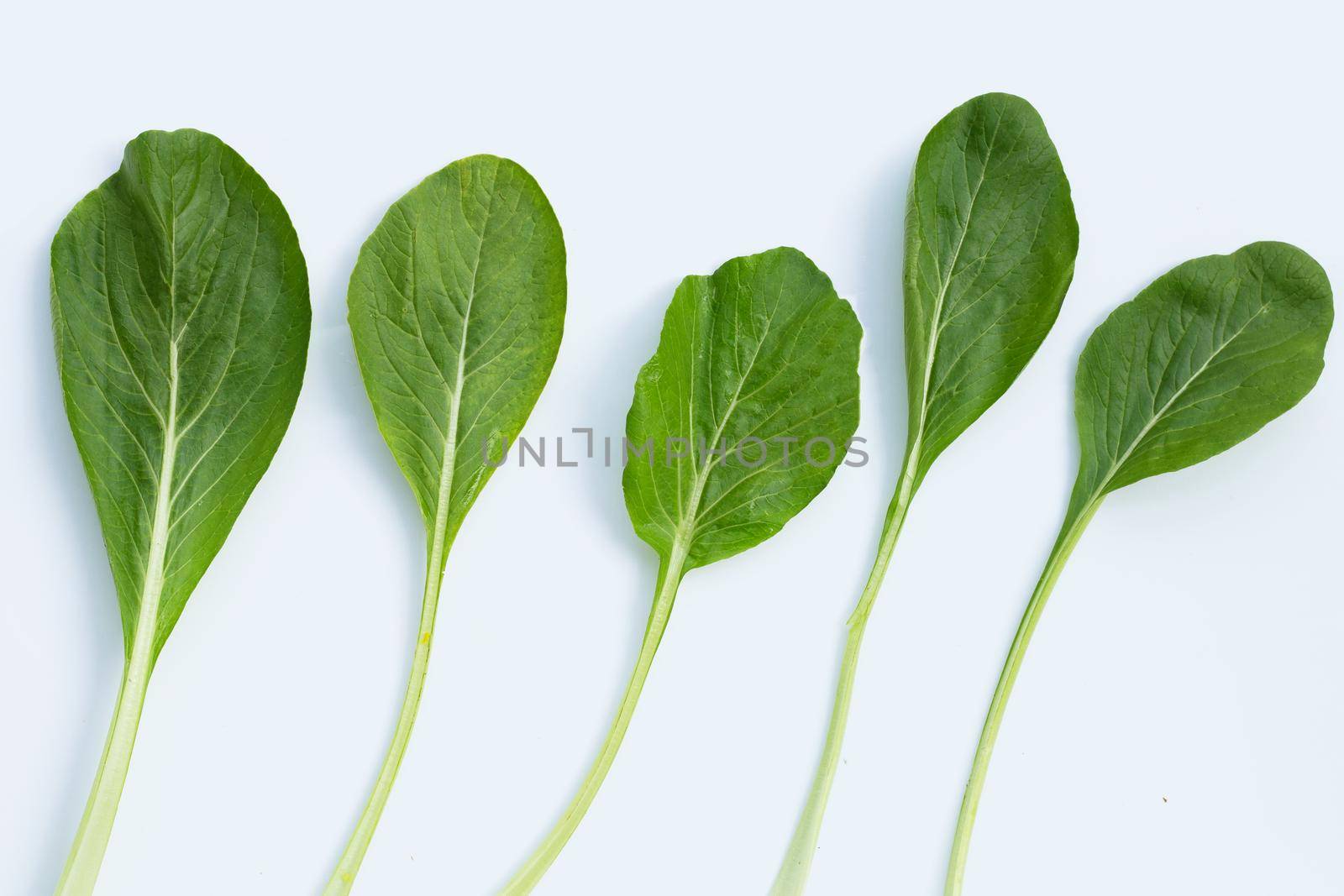 Choy Sum on white background. 