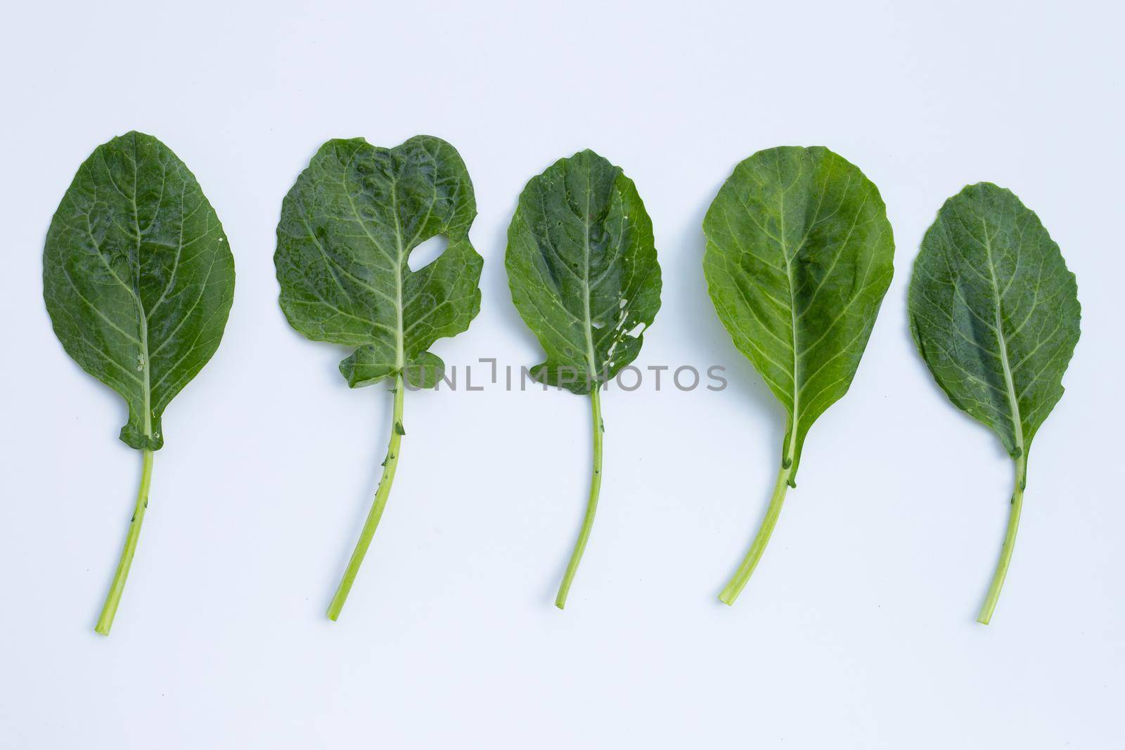 Collard green leaves with holes, eaten by pest. Organic Vegetable