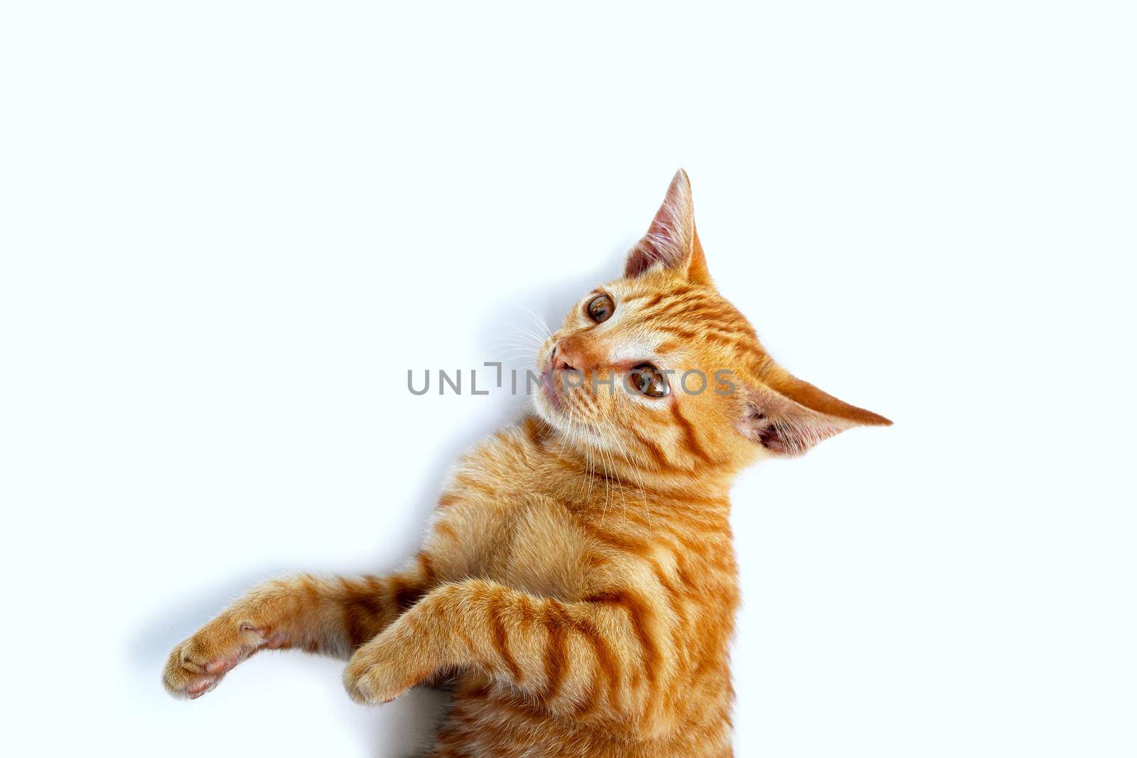 Little cat isolated white background.