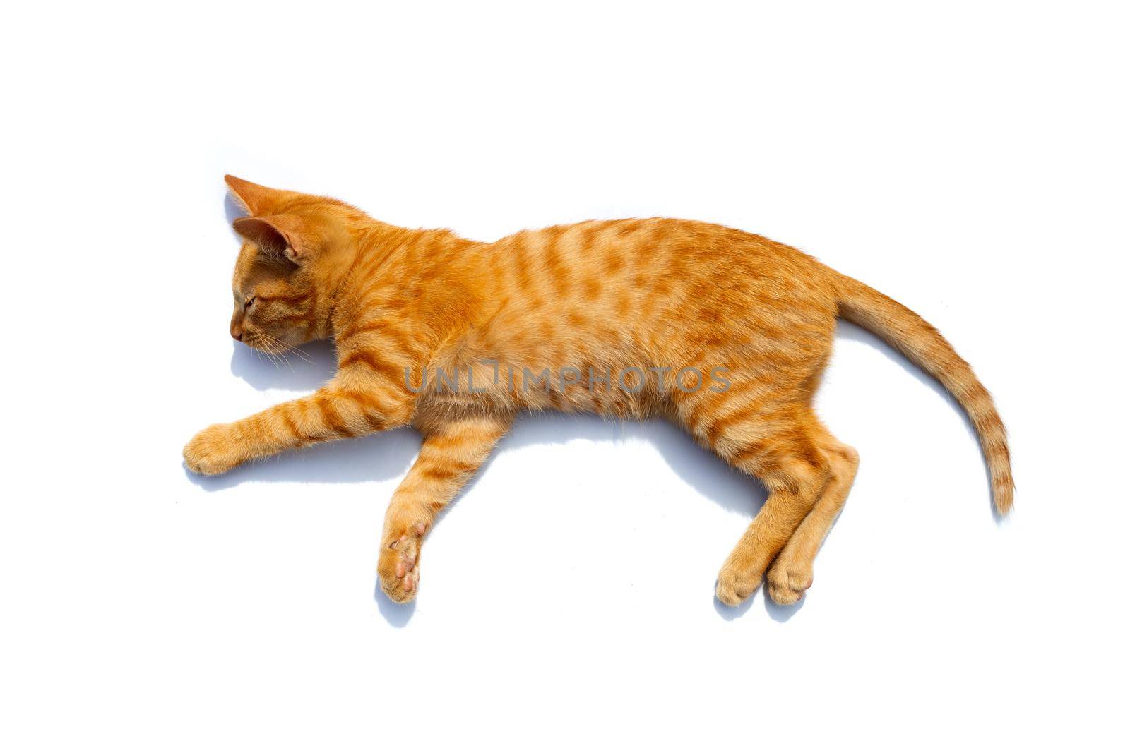 A cat sleeping on white background. Copy space