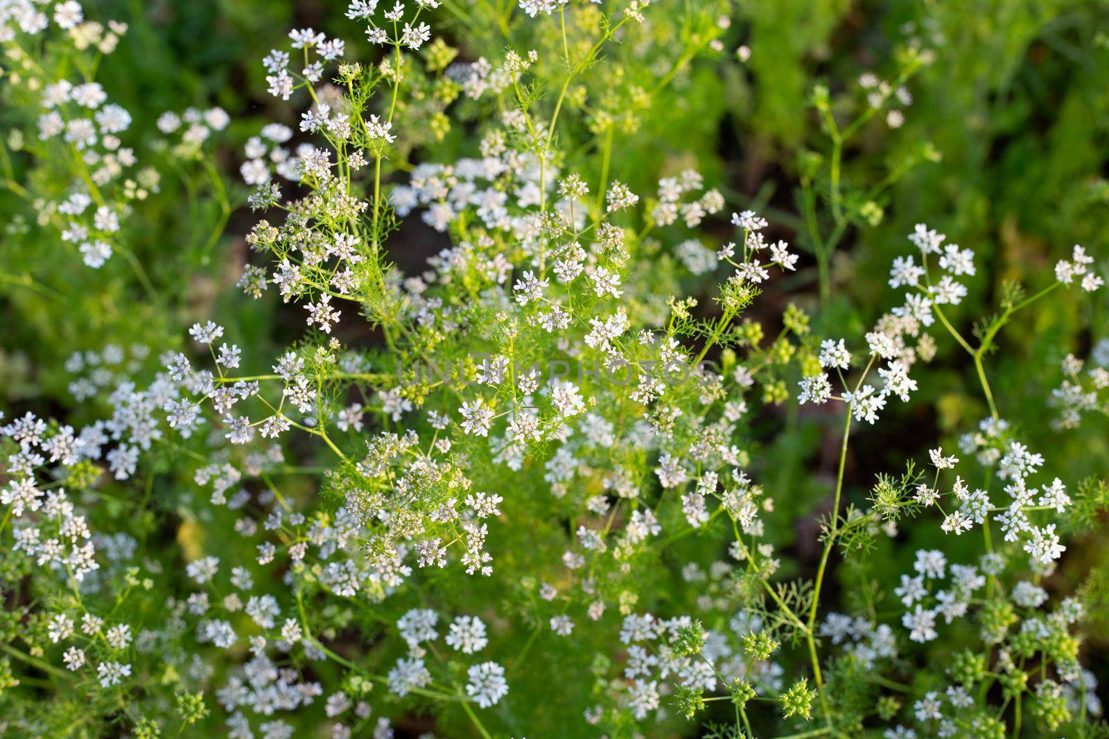 Coriander flowers with fresh seeds in the garden
