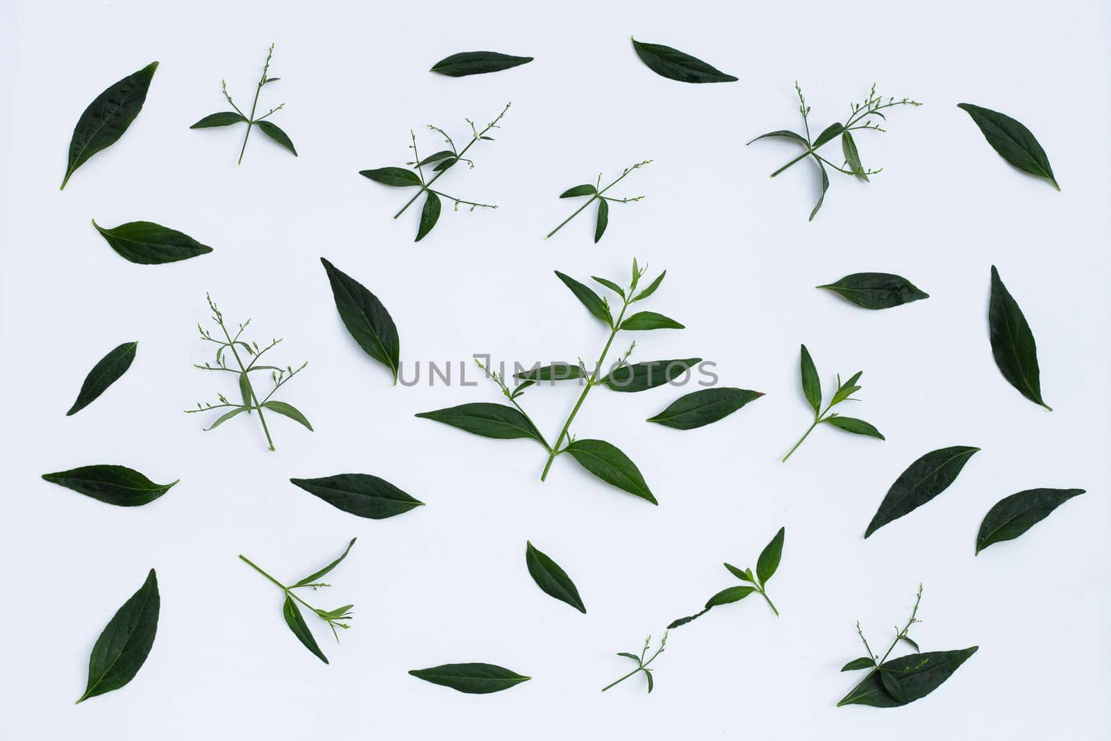 Kariyat or Andrographis paniculata green leaves on white background.