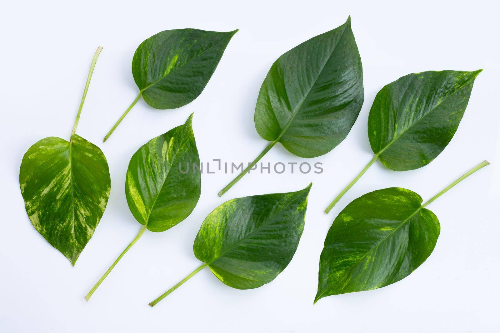 Golden pothos or devil's ivy leaves on white background.