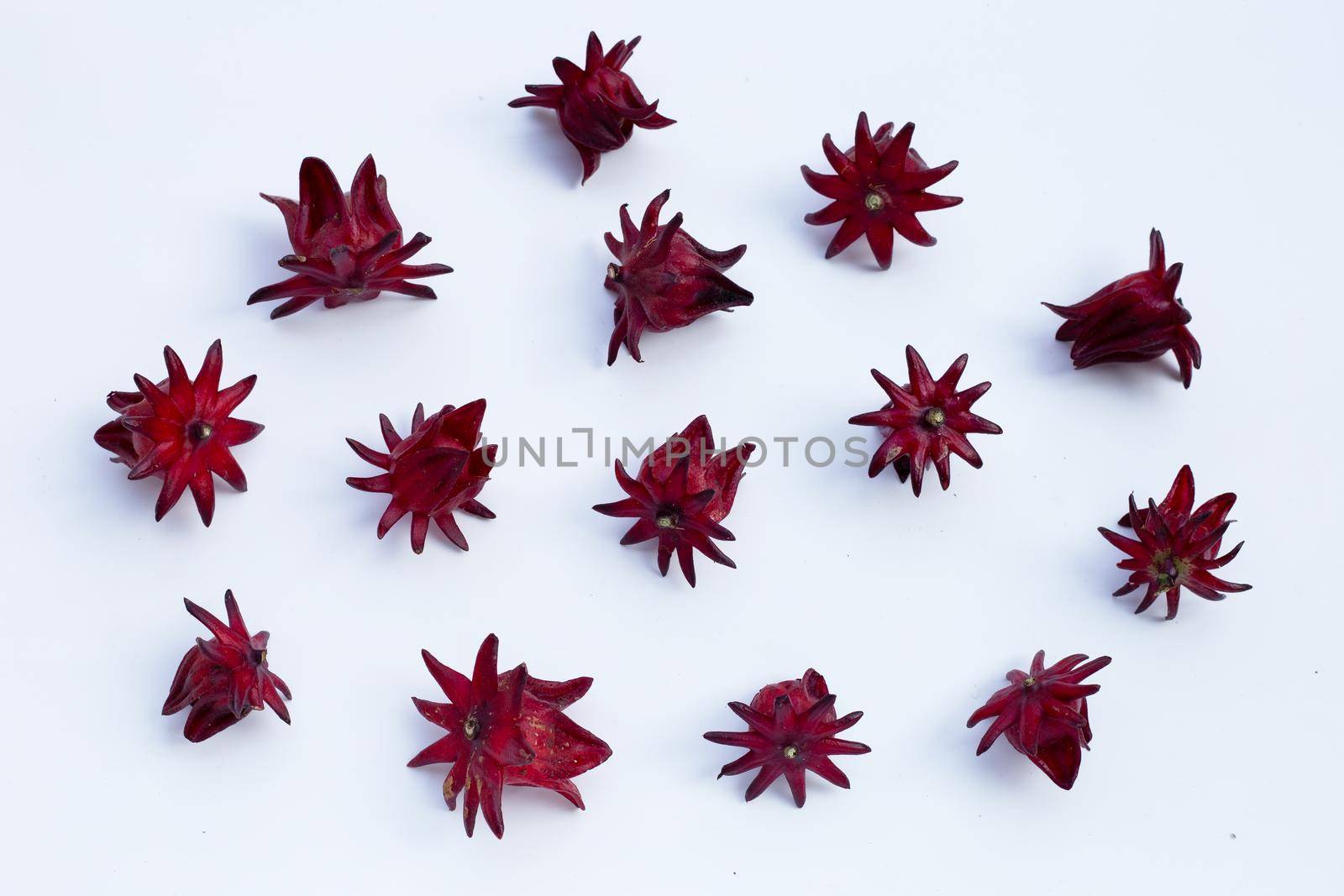 Roselle flower isolated on white background.