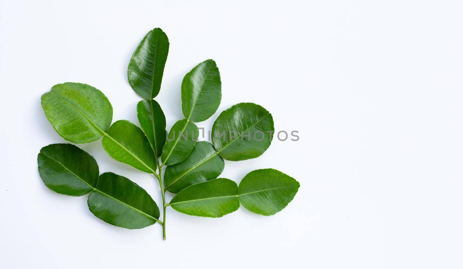 Bergamot kaffir lime leaves herb fresh ingredient isolated on white background.