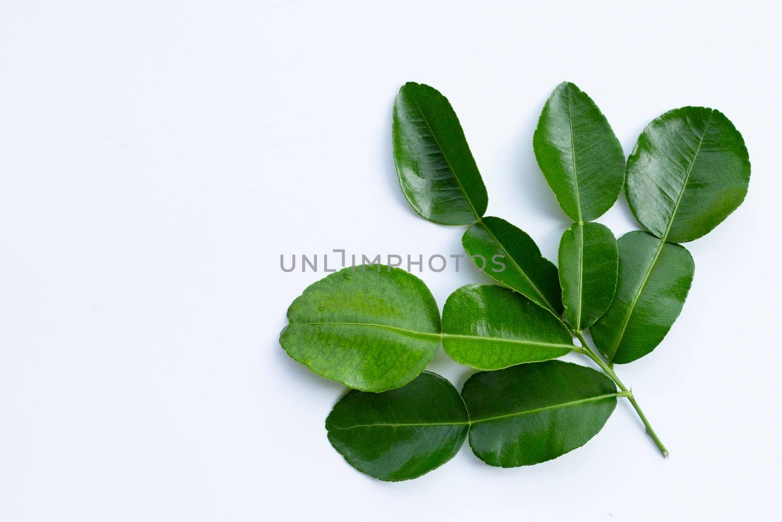 Bergamot kaffir lime leaves herb fresh ingredient isolated on white background.