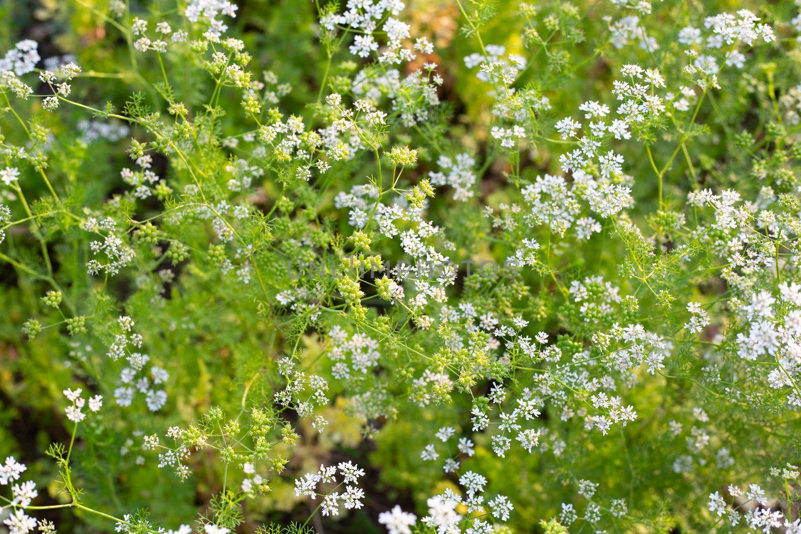 Coriander flowers with fresh seeds in the garden