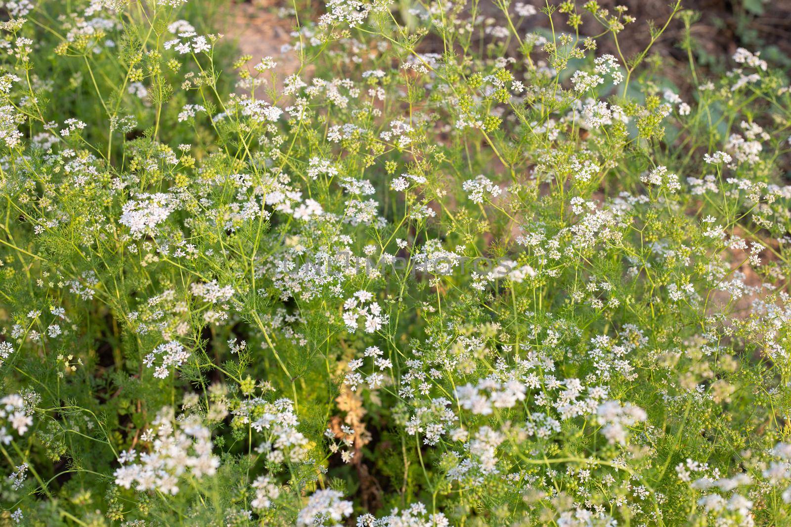 Coriander flowers with fresh seeds in the garden
