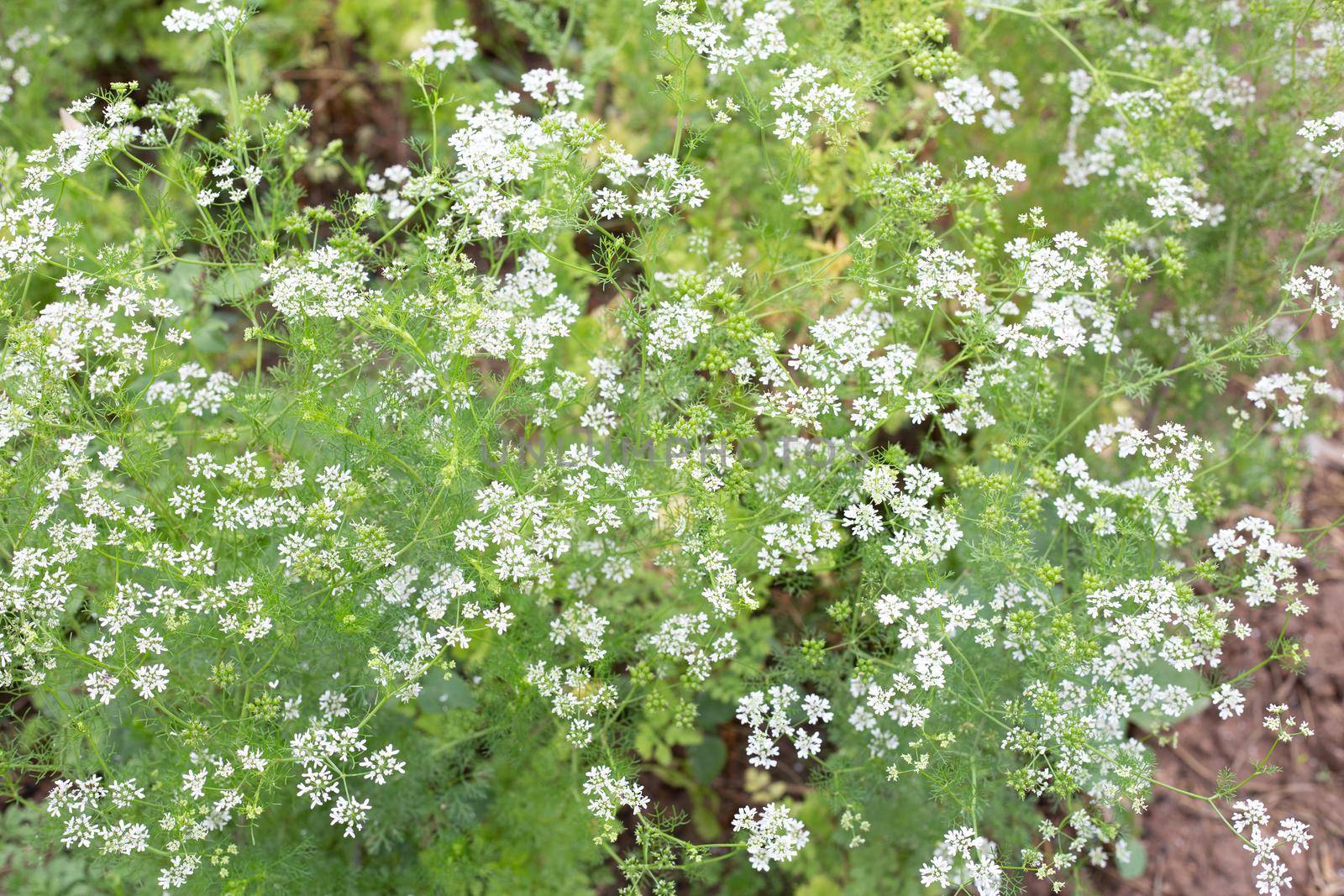 Coriander flowers with fresh seeds in the garden