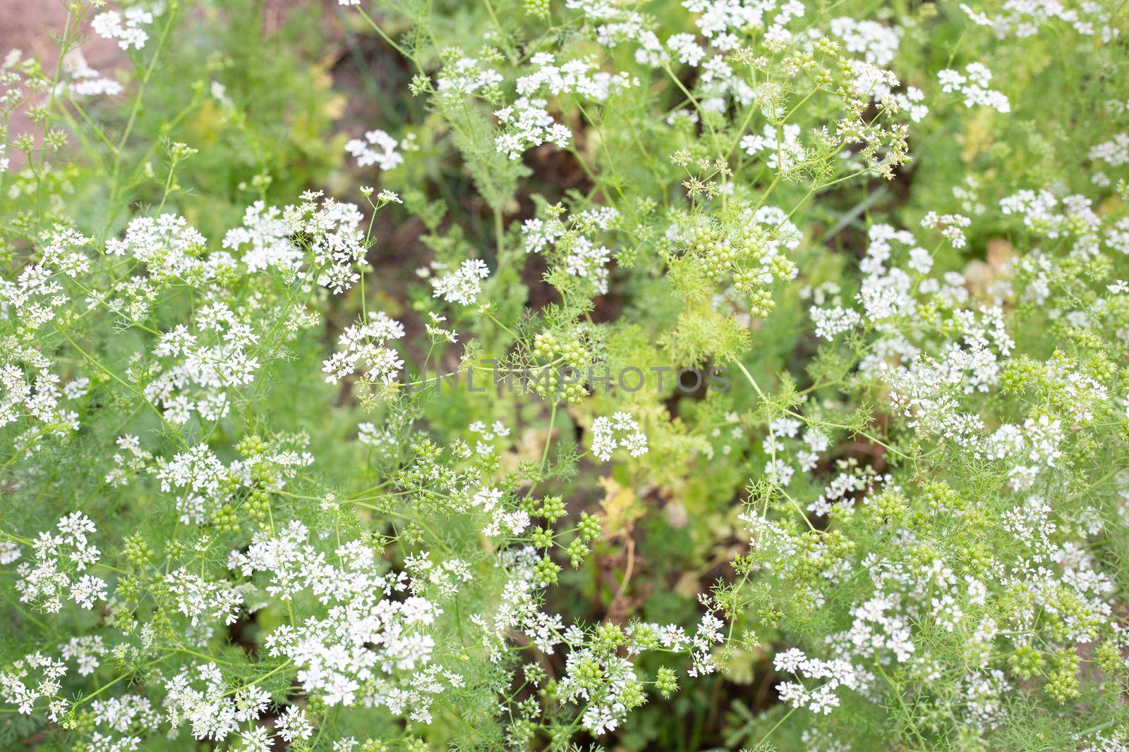Coriander flowers with fresh seeds in the garden