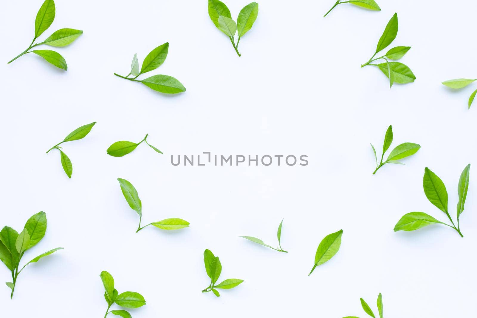 Frame made of citrus leaves on white background. 
