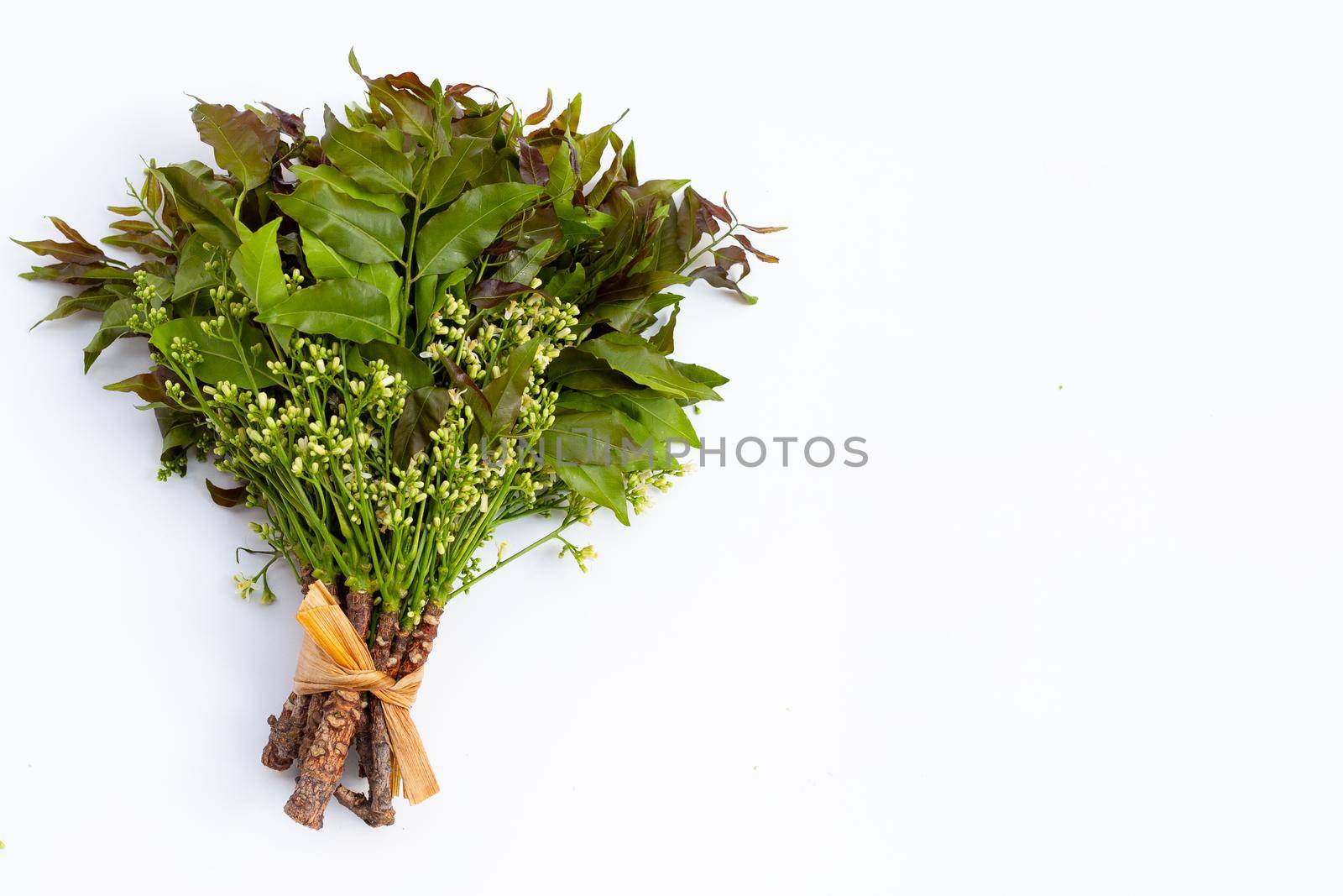 Neem leaves and flowers on wihte background.