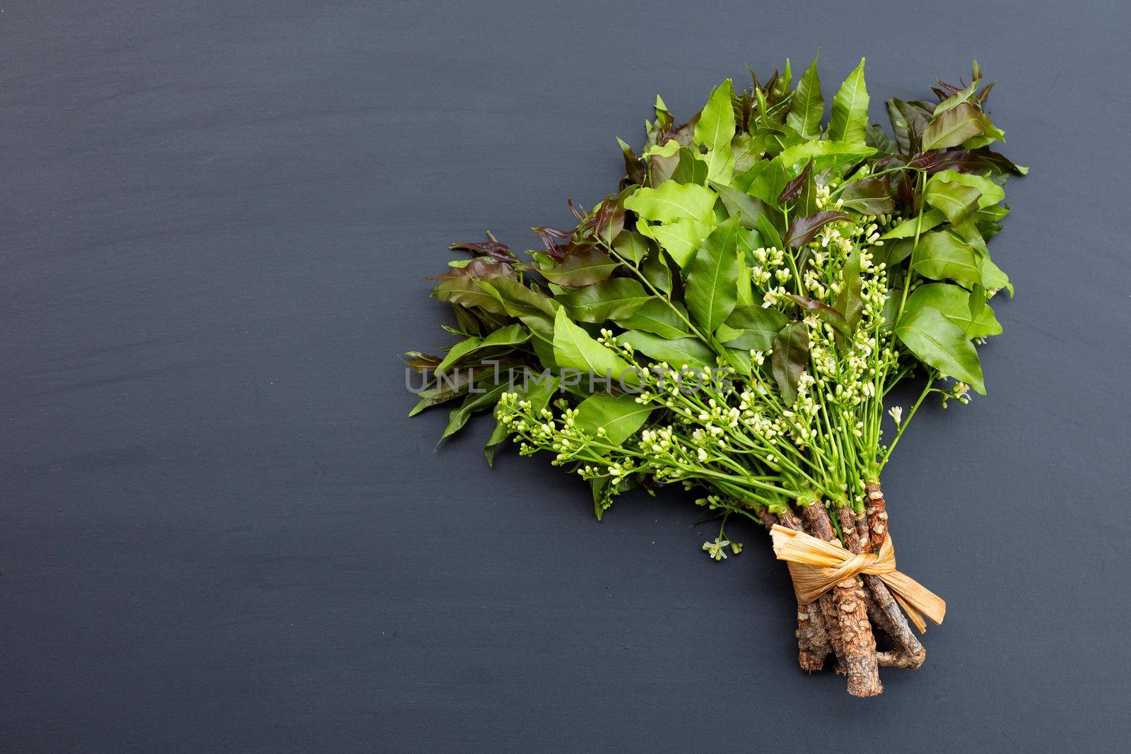 Neem leaves and flowers on dark background.
