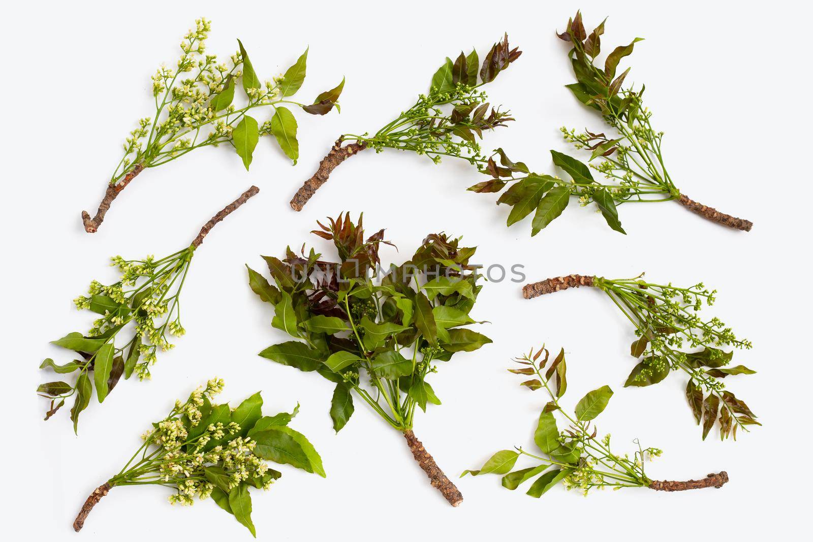 Neem leaves and flowers on wihte background.