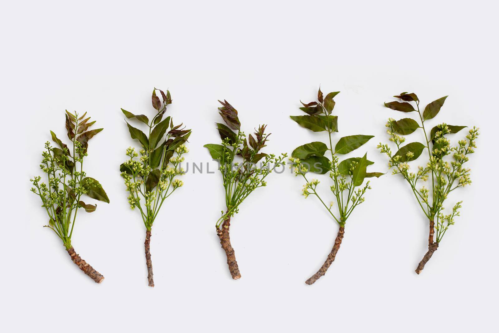 Neem leaves and flowers on wihte background.