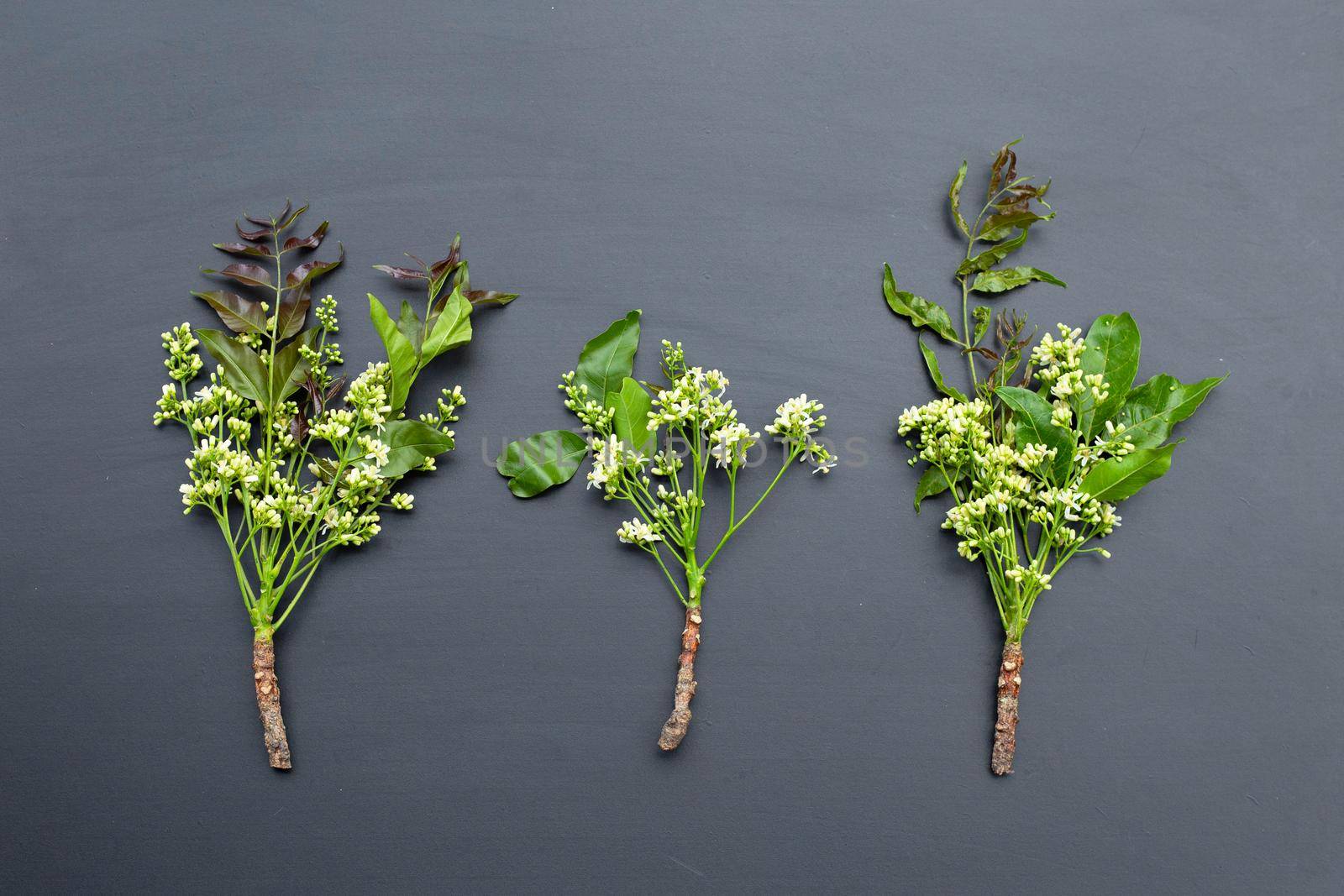 Neem leaves and flowers on dark background.