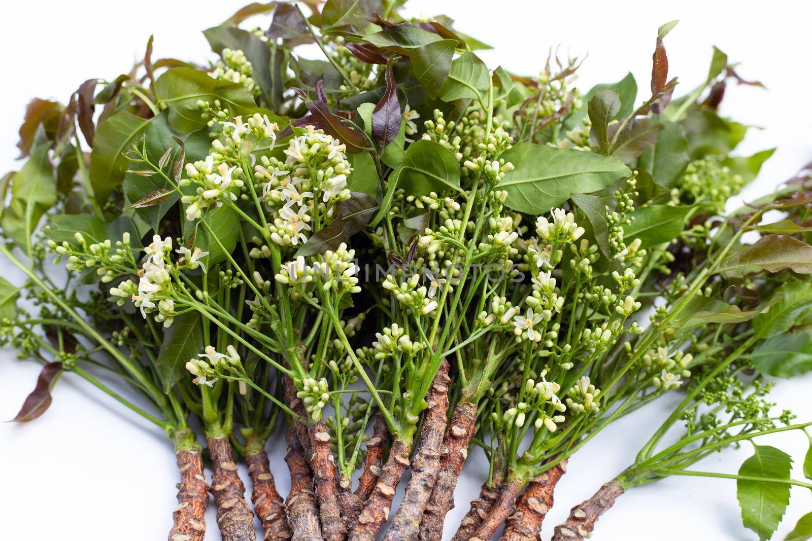 Neem leaves and flowers on wihte background.