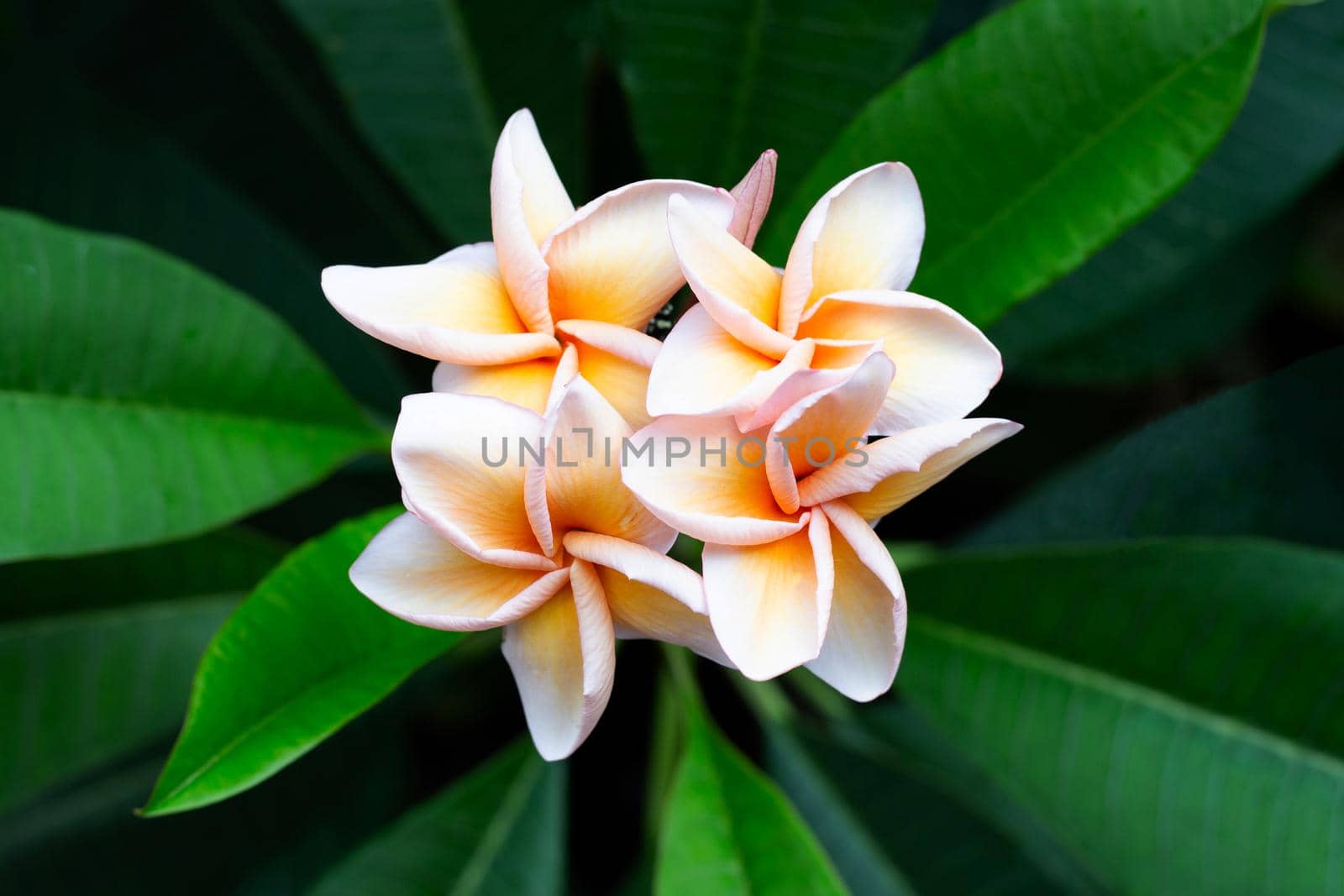 Plumeria flower with green leaves