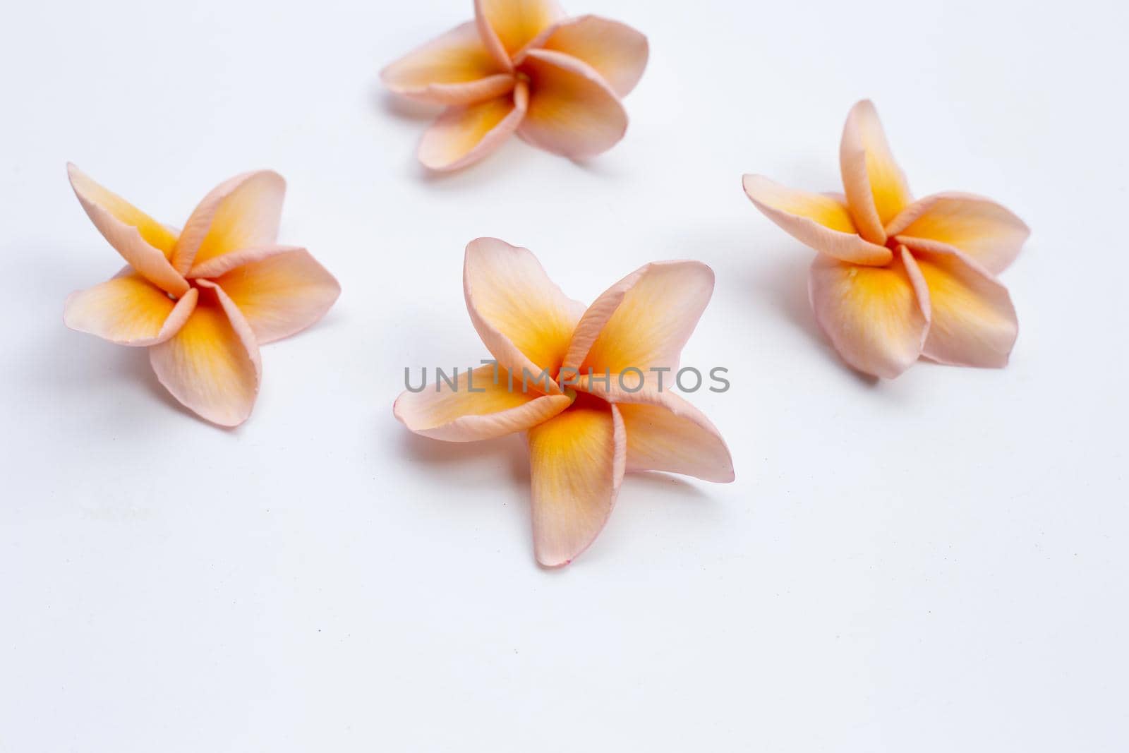 Plumeria flower on white background.