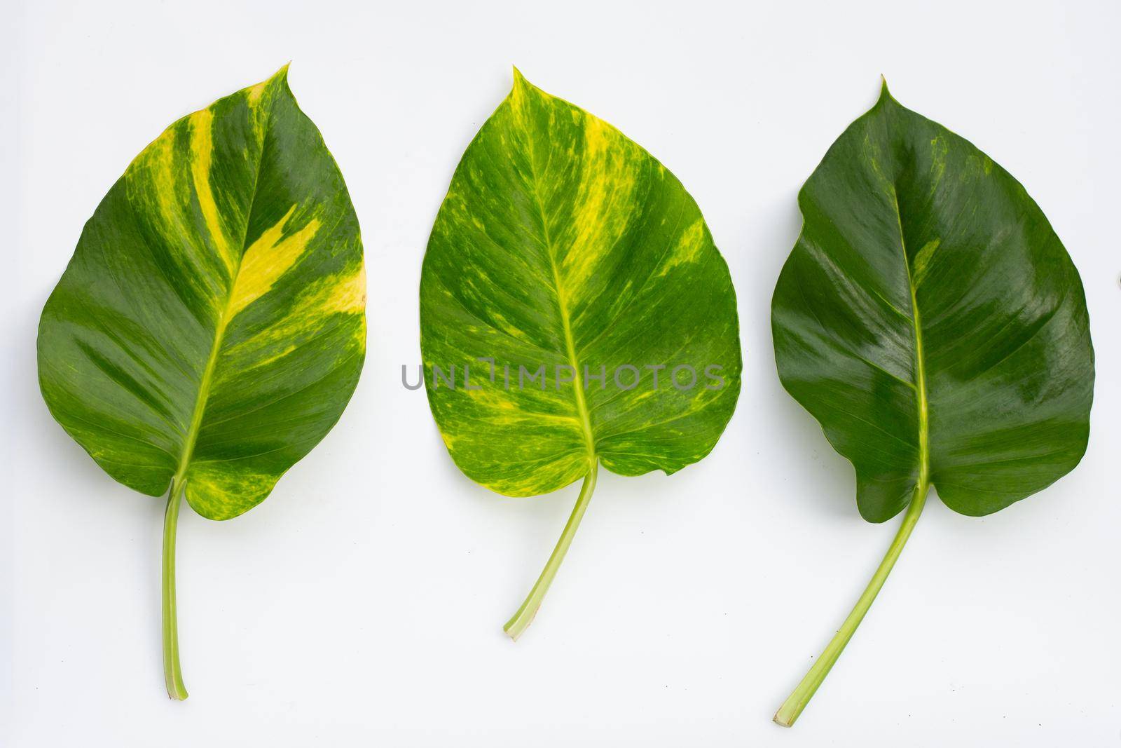 Golden pothos or devil's ivy leaves on white background.