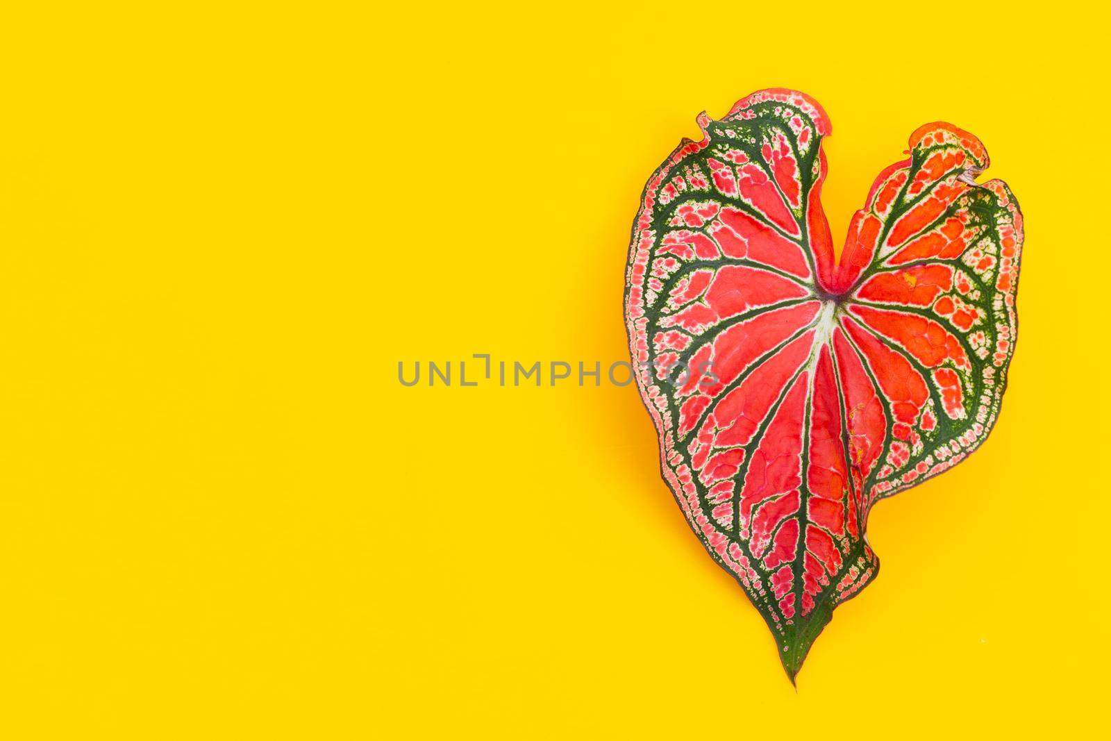 Caladium leaf on yellow background. Copy space