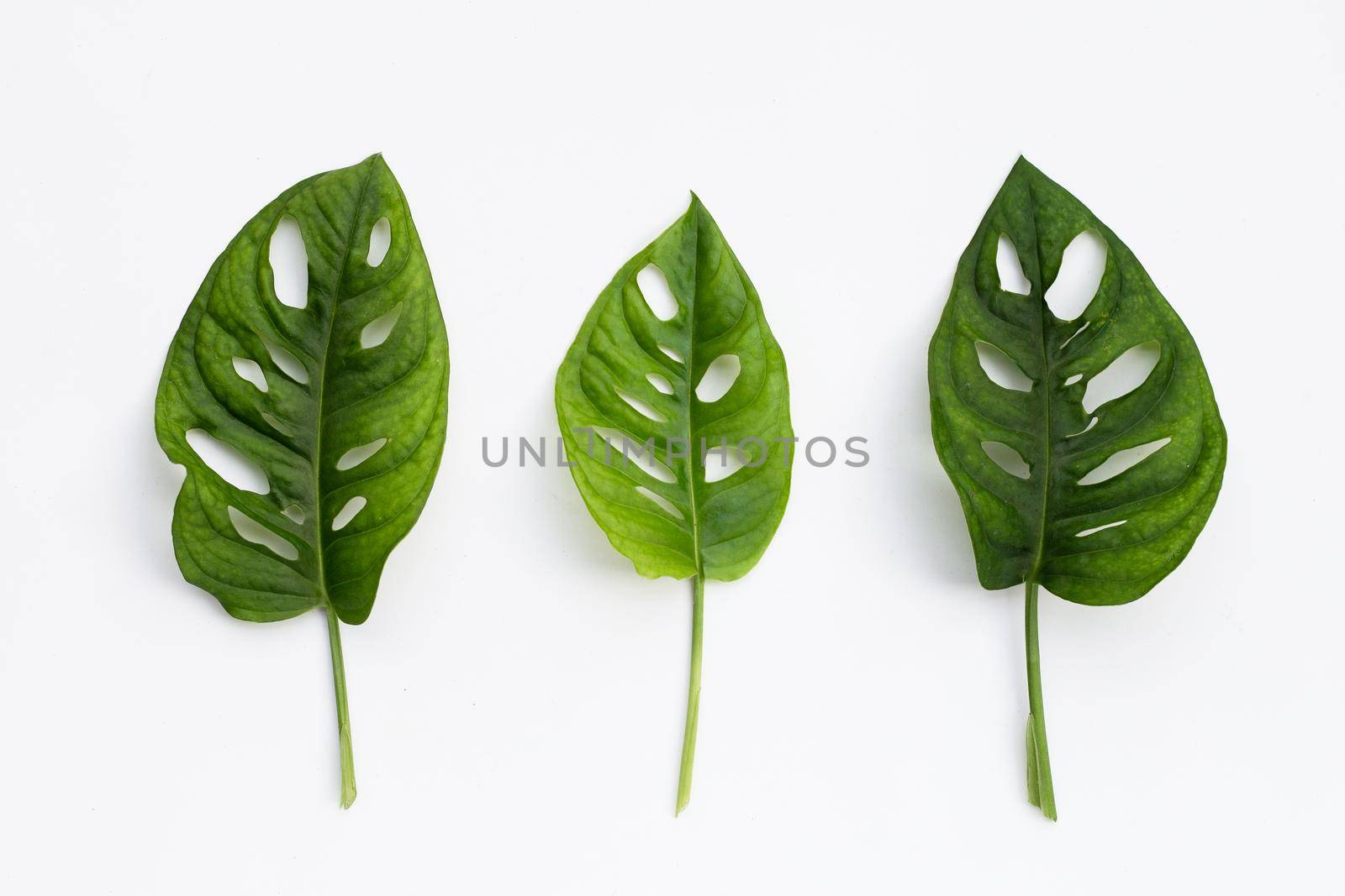 Monstera Adansonii leaves or Swiss cheese vine house plant