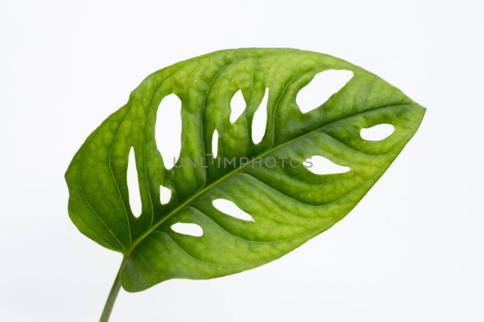 Monstera Adansonii leaf or Swiss cheese vine house plant