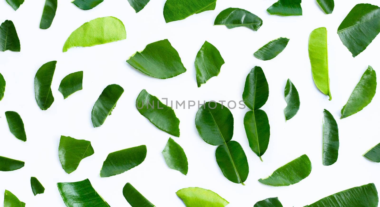 Bergamot kaffir lime leaves herb fresh ingredient isolated on white background.