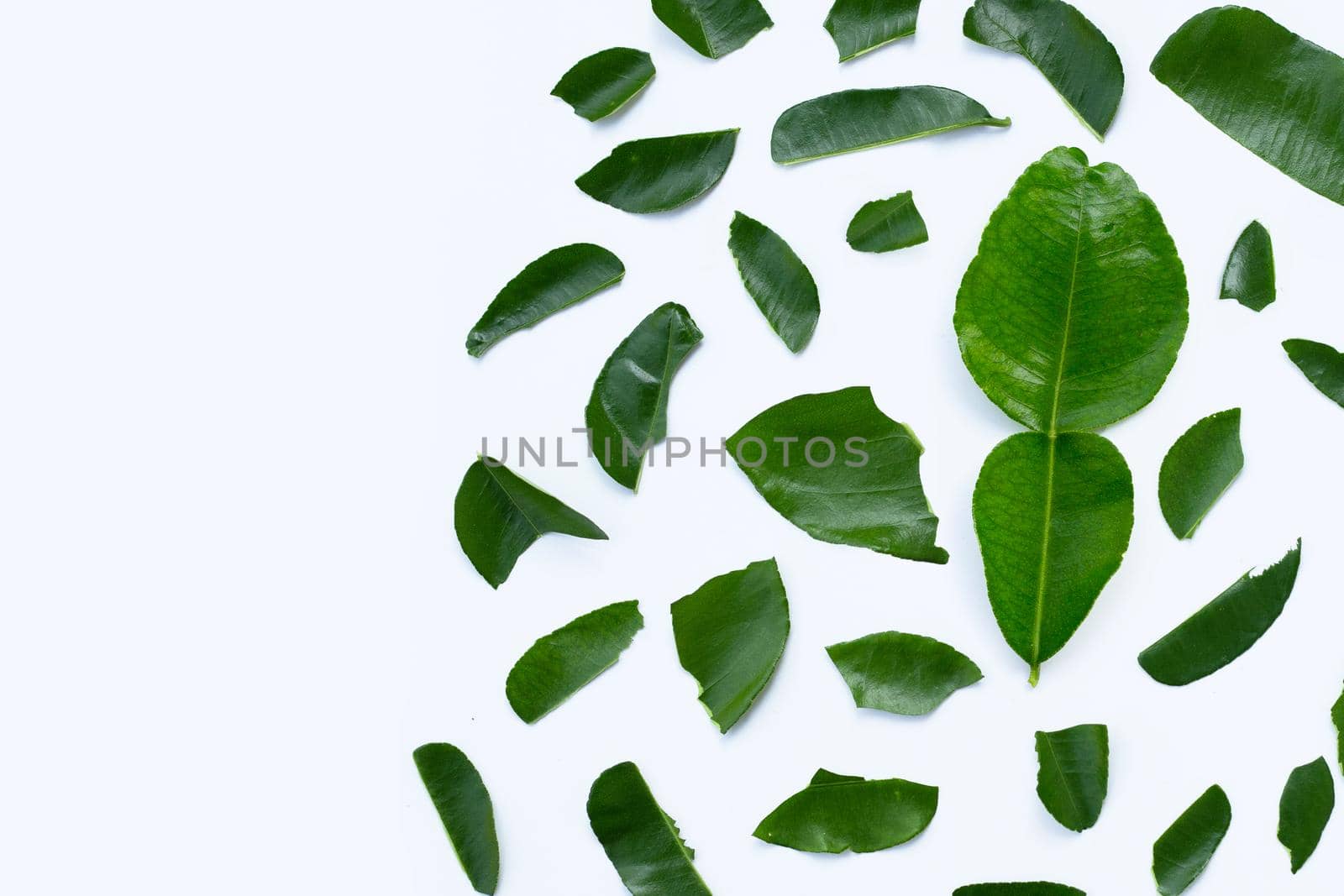 Bergamot kaffir lime leaves herb fresh ingredient isolated on white background.