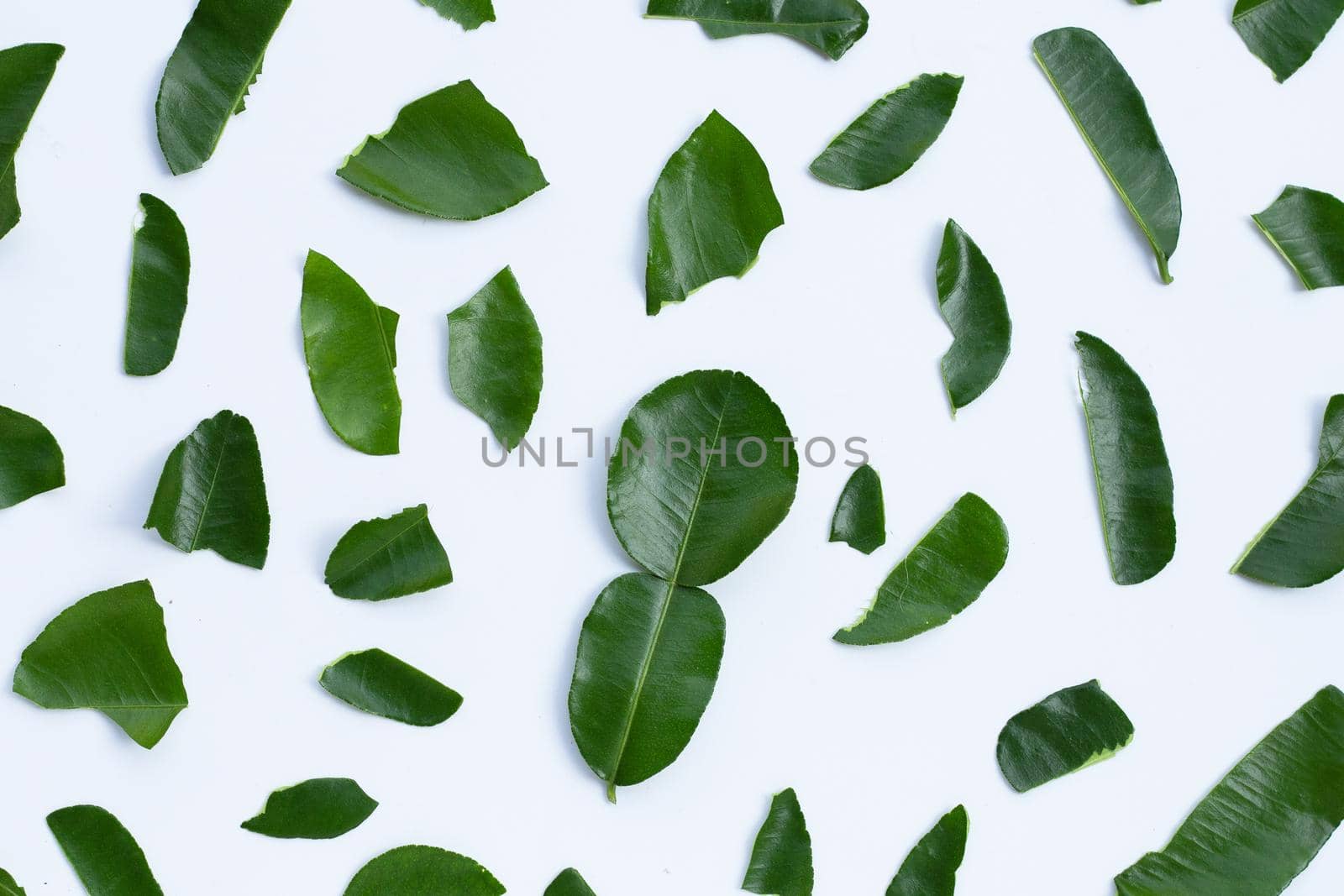 Bergamot kaffir lime leaves herb fresh ingredient isolated on white background.