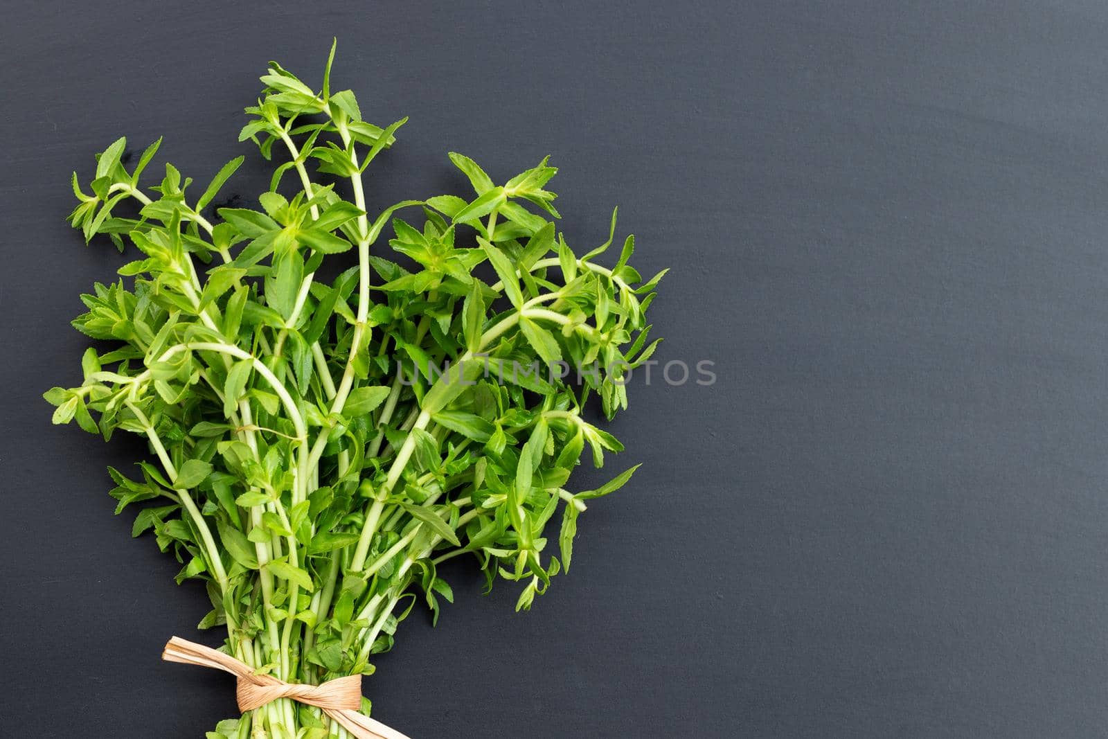 Fresh paddy rice herb on dark background.