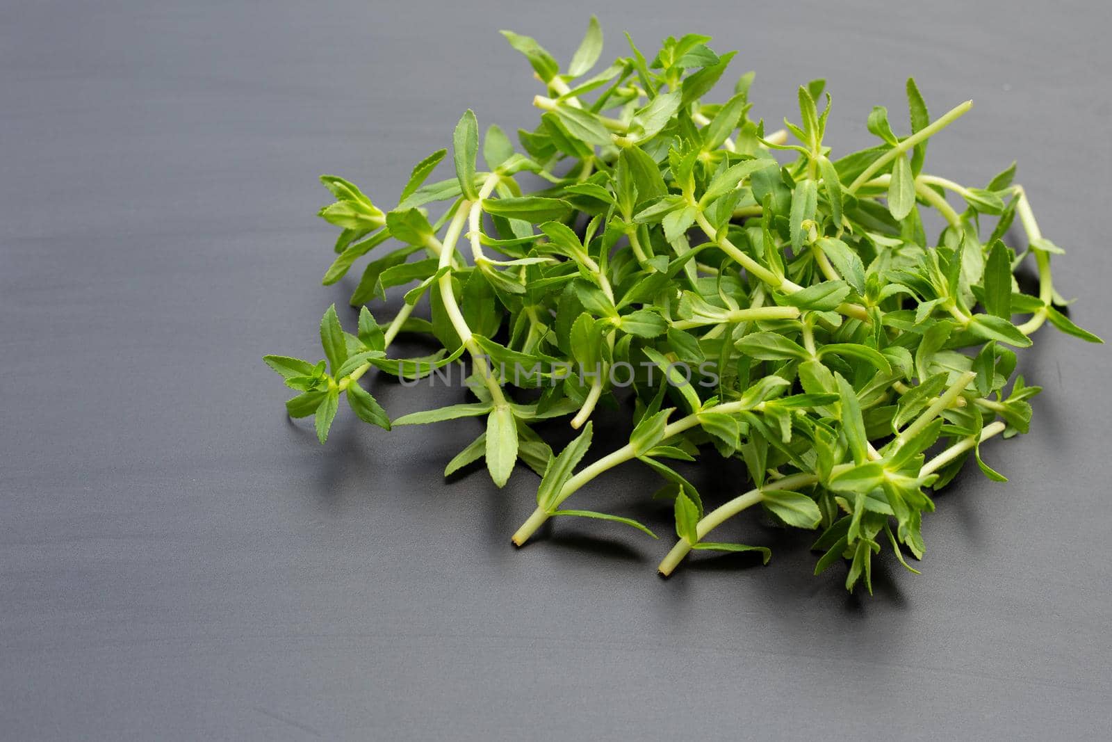 Fresh paddy rice herb on dark background.