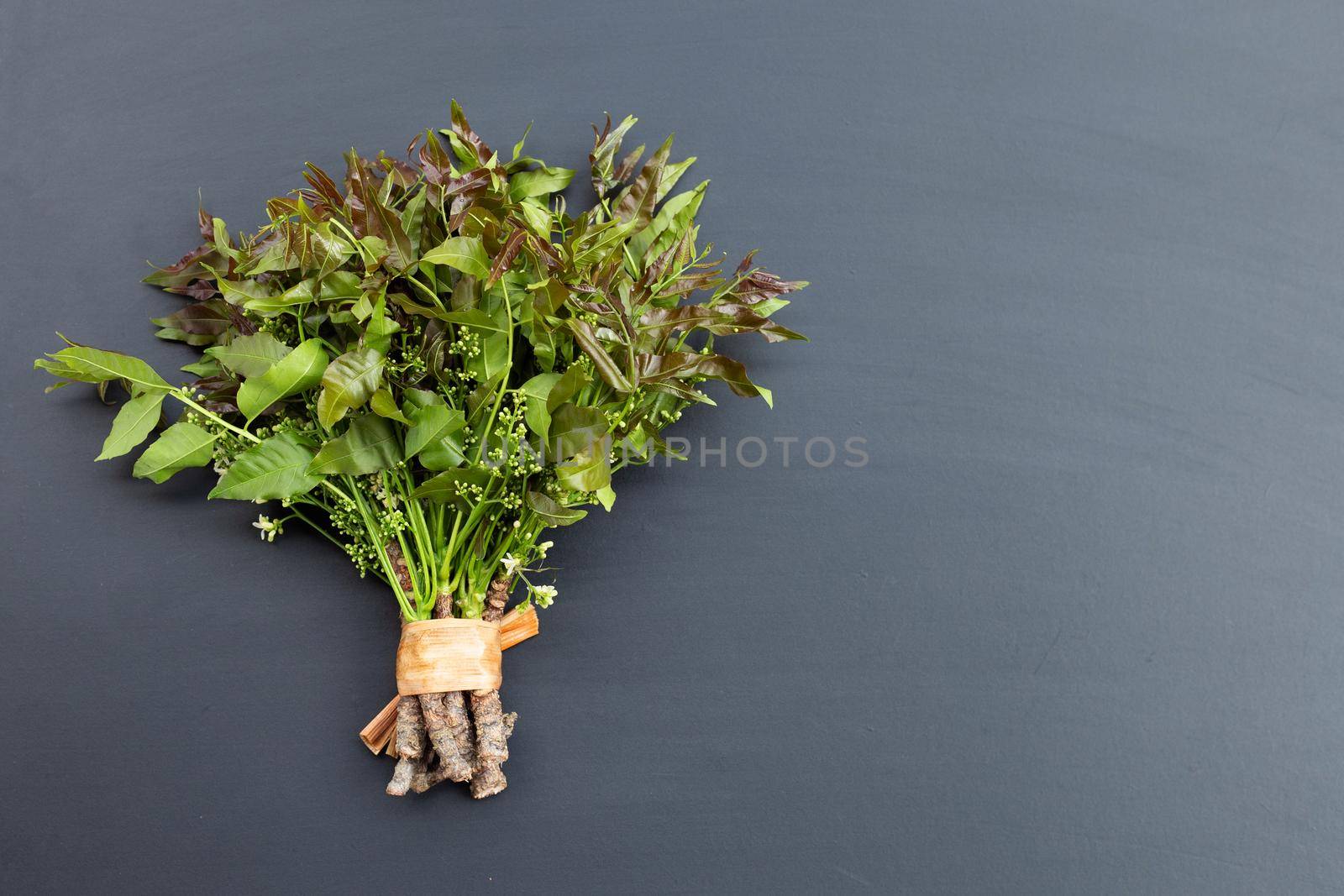 Neem leaves and flowers on dark background.