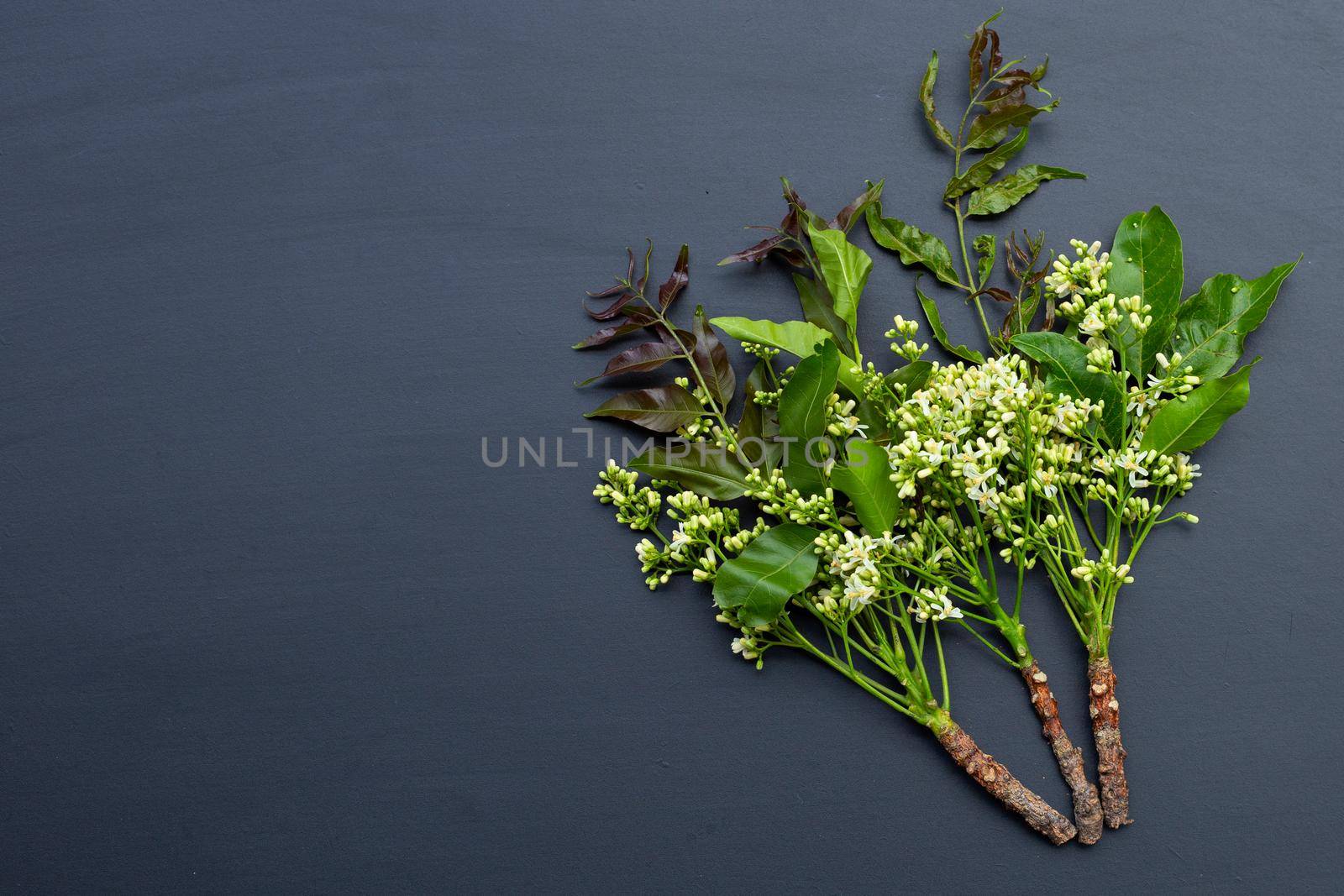 Neem leaves and flowers on dark background.