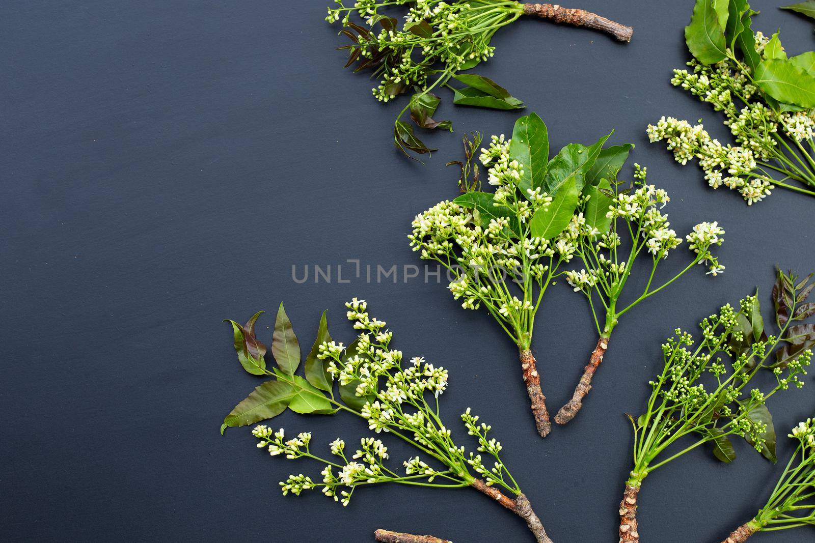 Neem leaves and flowers on dark background.