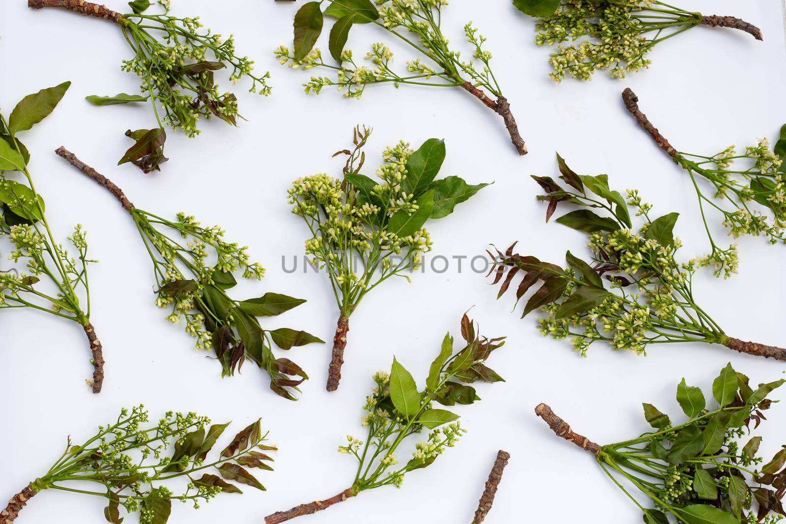 Neem leaves and flowers on wihte background.
