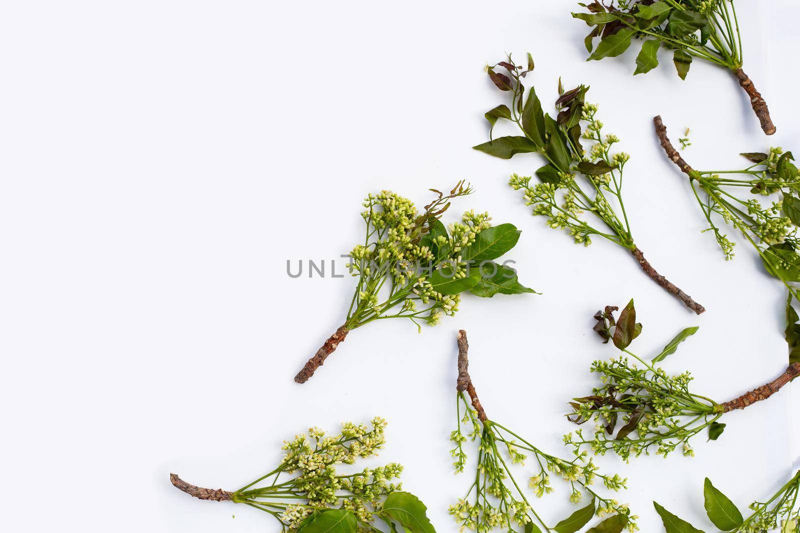Neem leaves and flowers on wihte background.