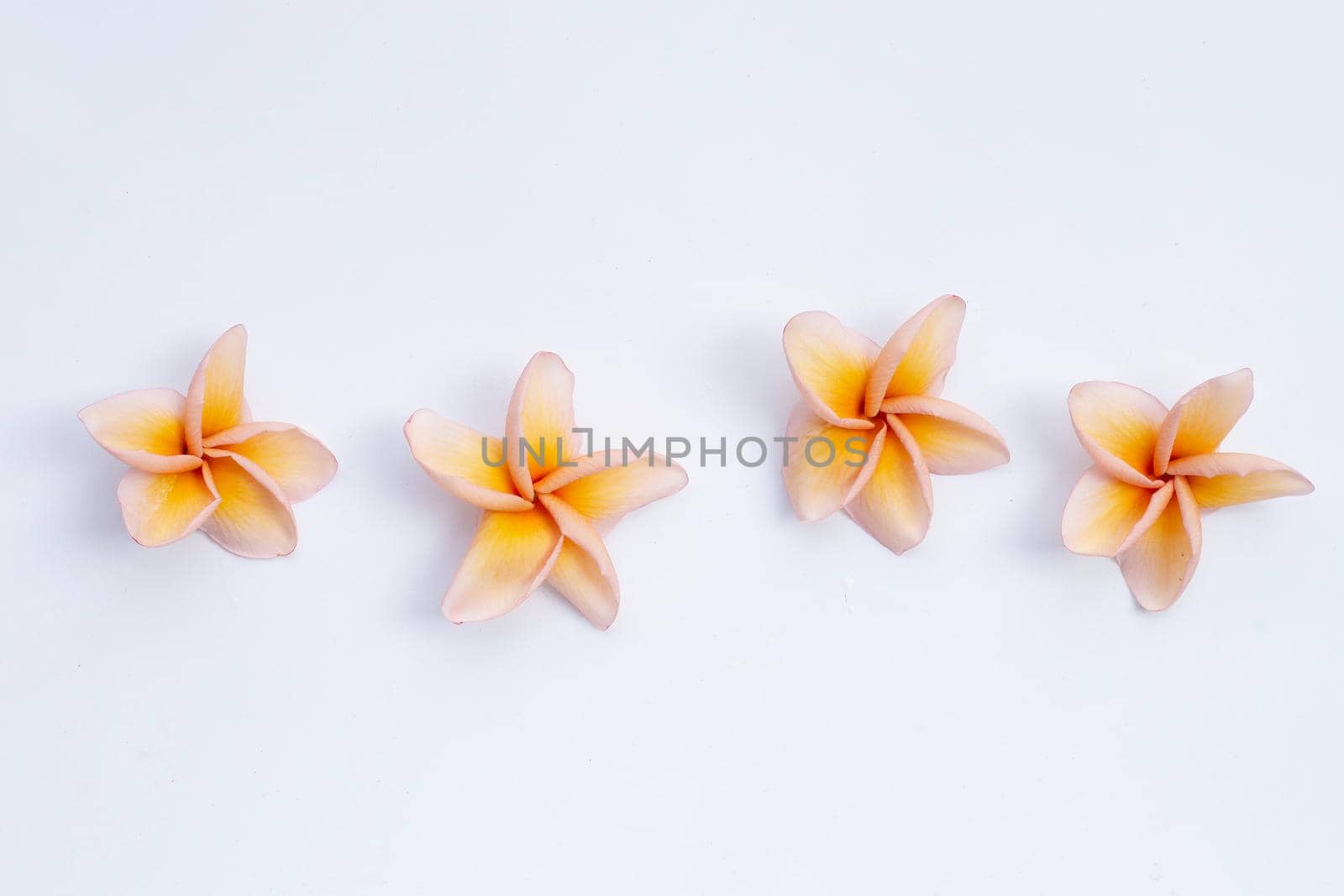 Plumeria flower on white background.