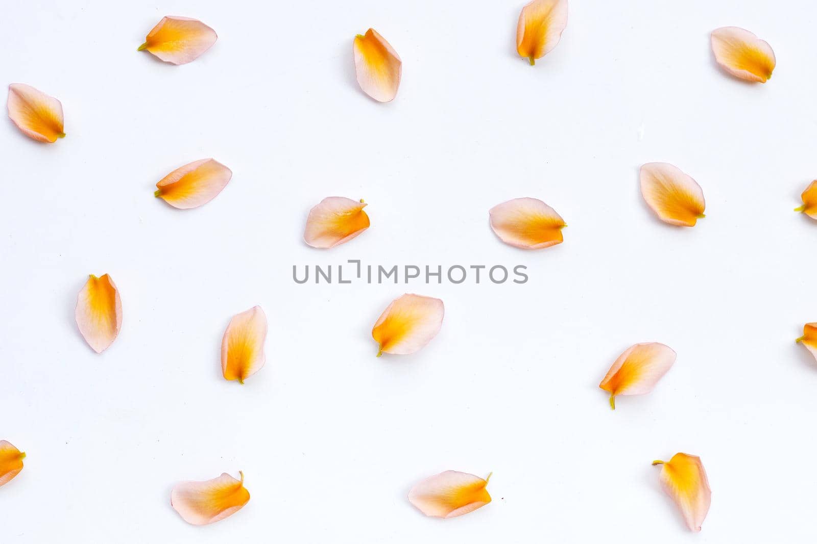 Plumeria or frangipani flower petals on white background.