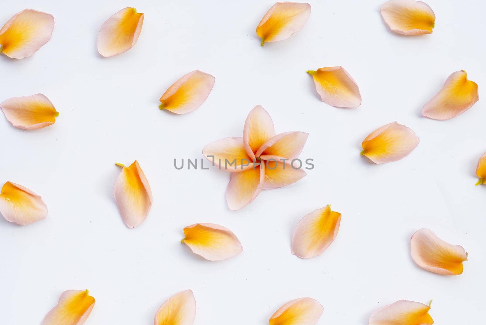 Plumeria or frangipani flower petals on white background.