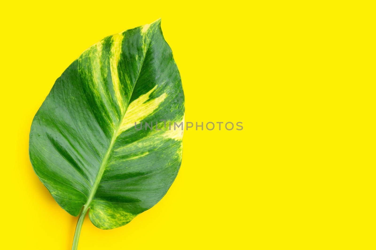 Golden pothos or devil's ivy leaf on yellow background.