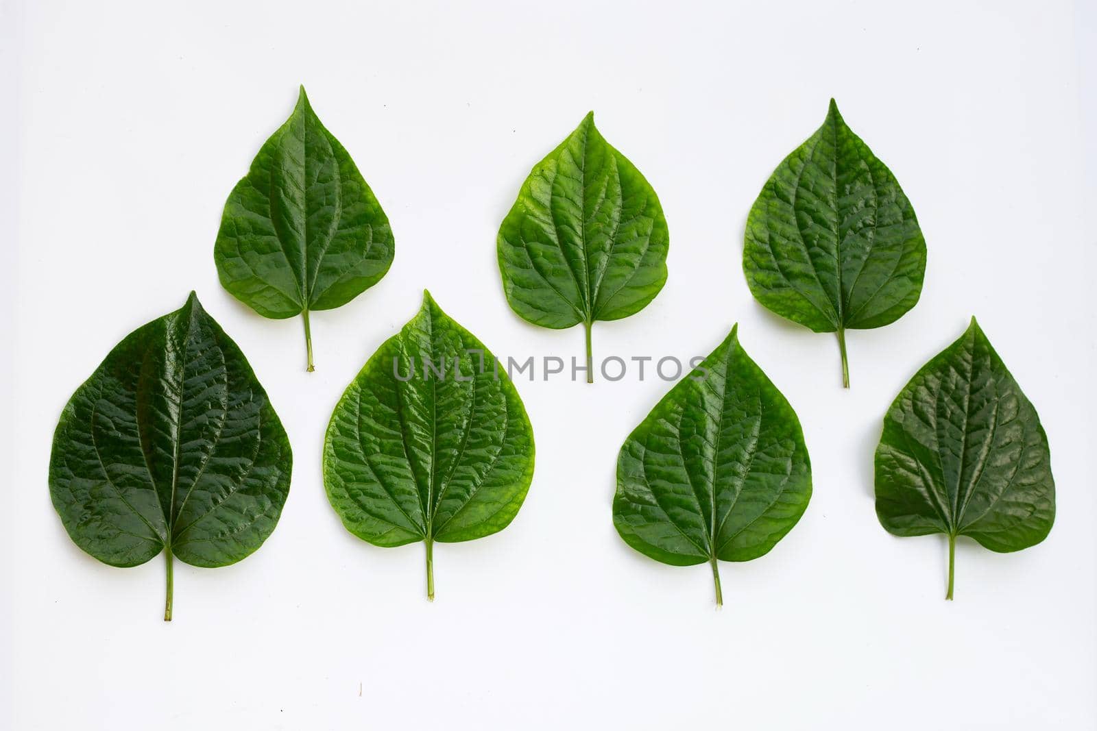 Fresh Wild Betel leaves isolated on white background