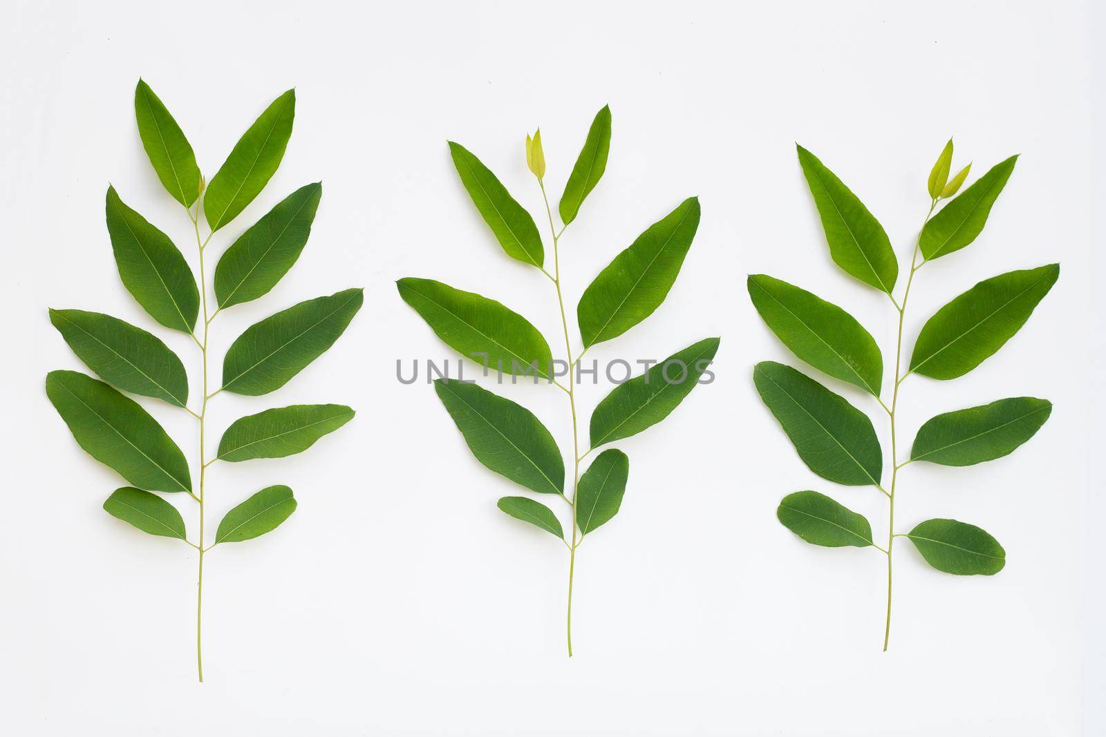 Eucalyptus leaves on white background.