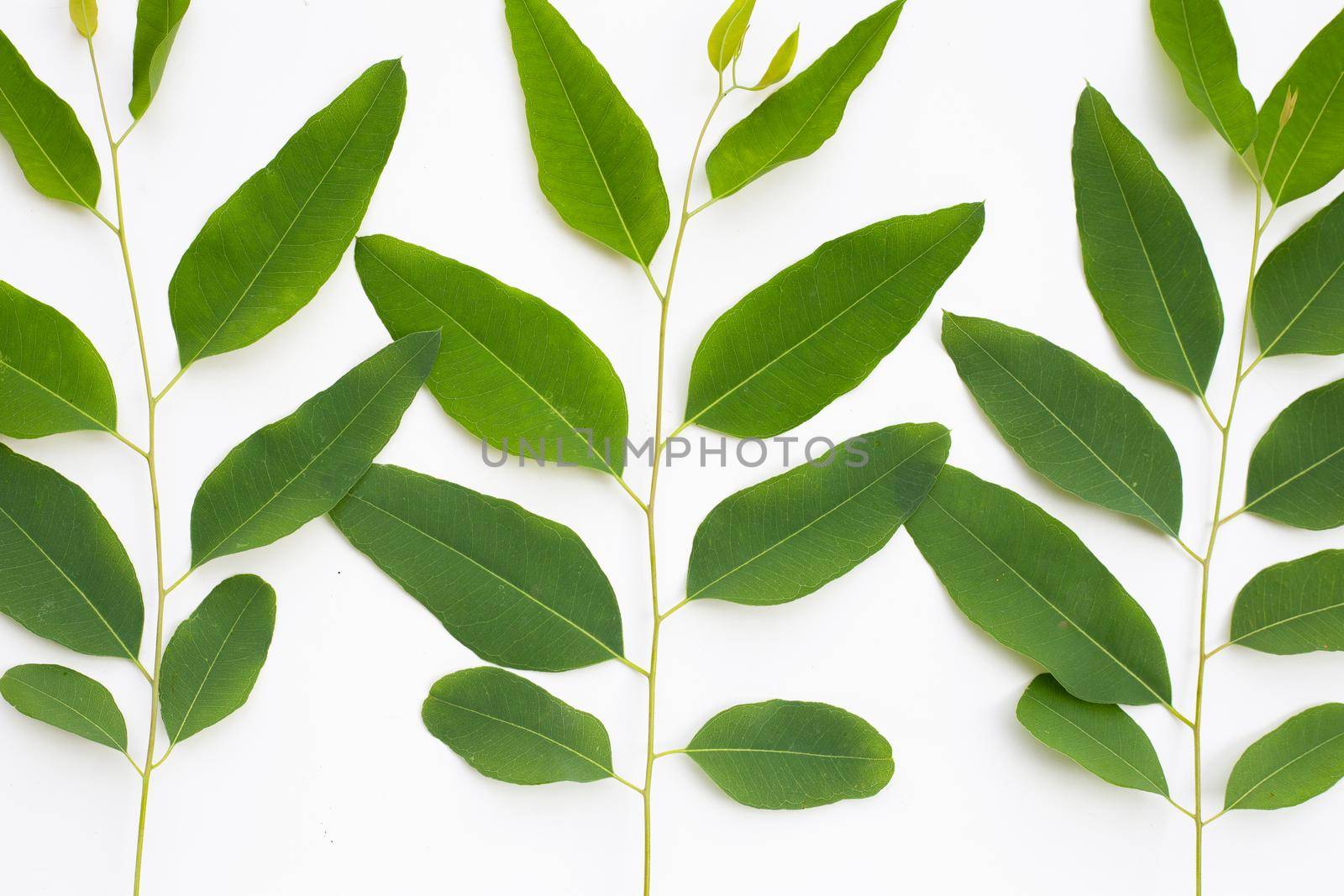 Eucalyptus leaves on white background.