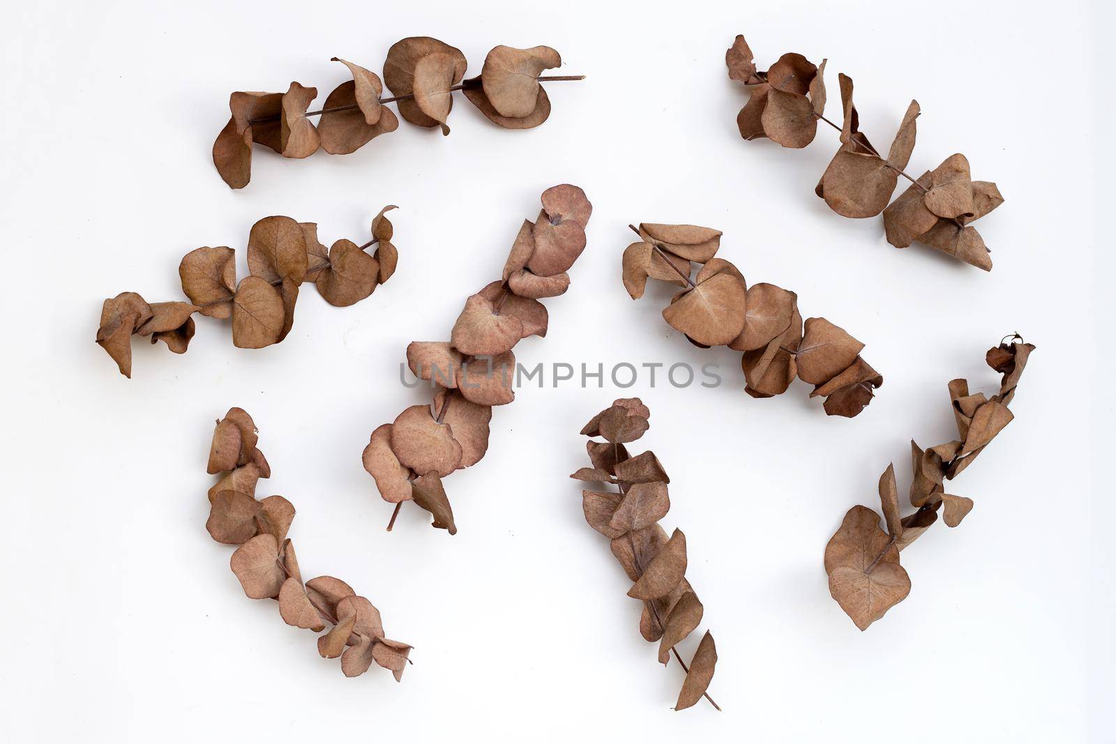 Eucalyptus dry leaves on white background.