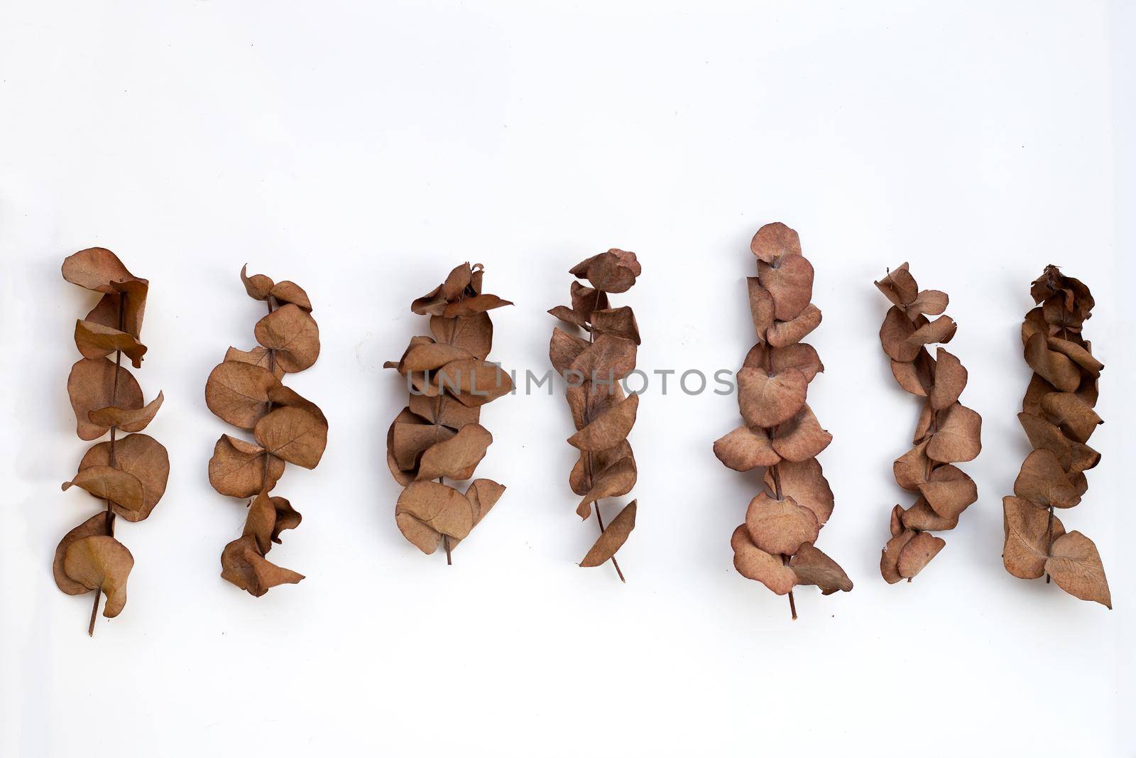 Eucalyptus dry leaves on white background.