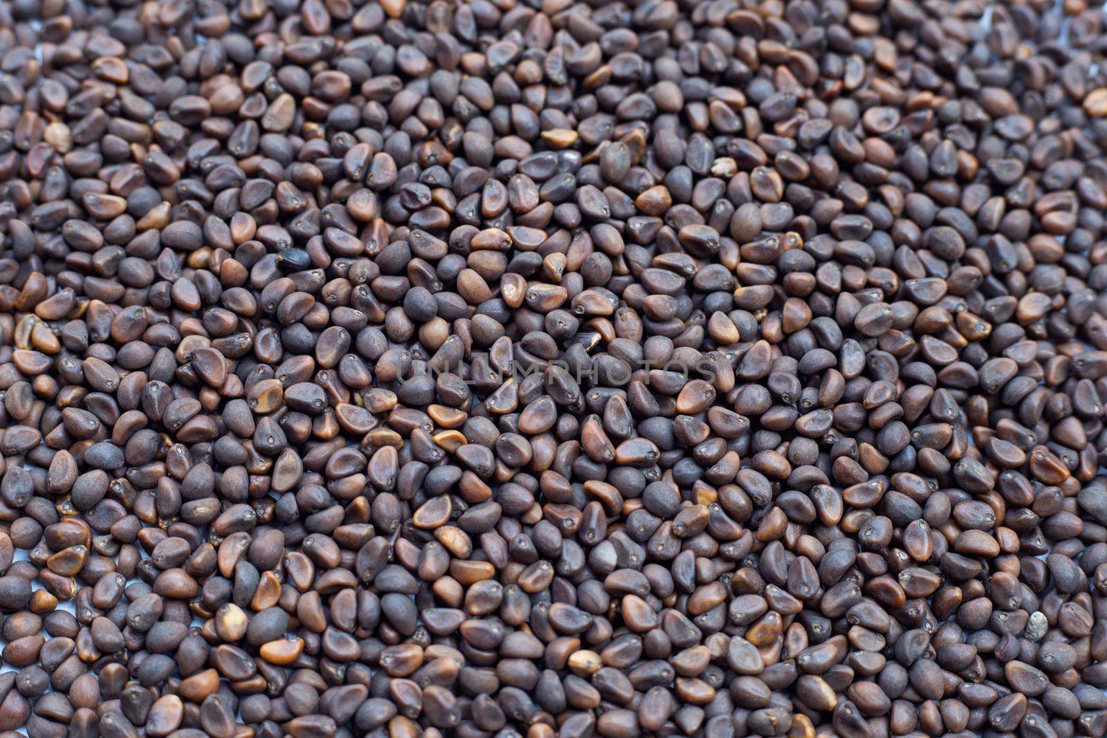 Black seed of morning glory