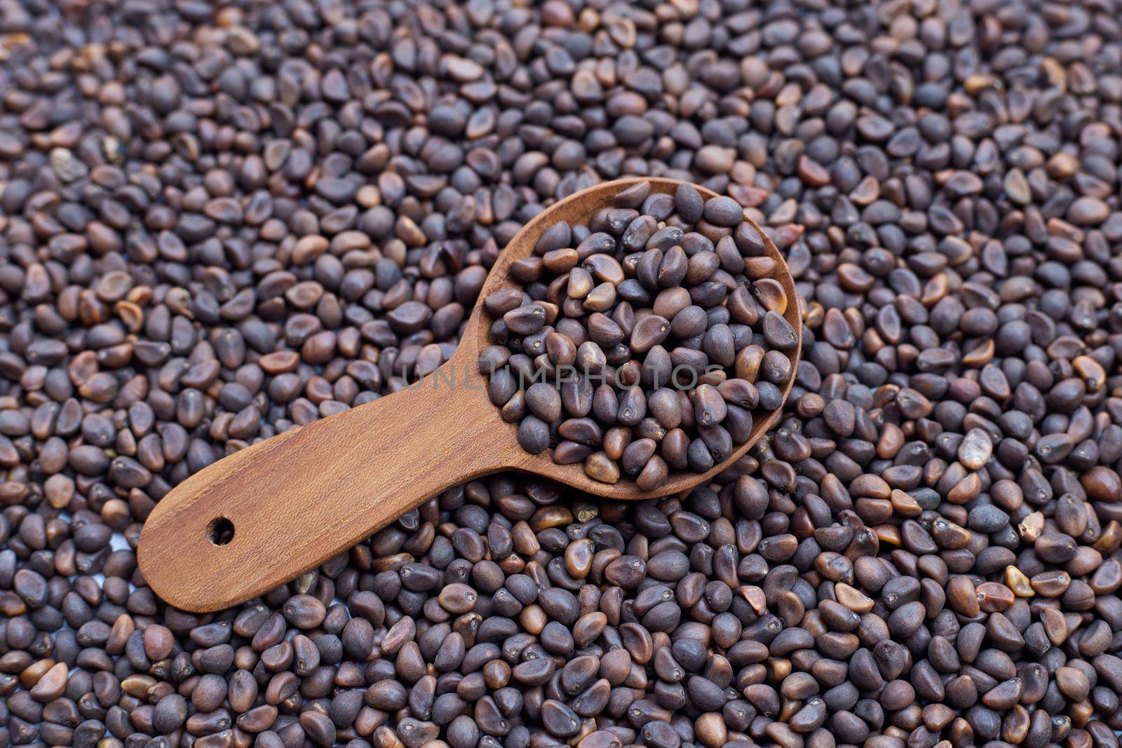 Black seed of morning glory
