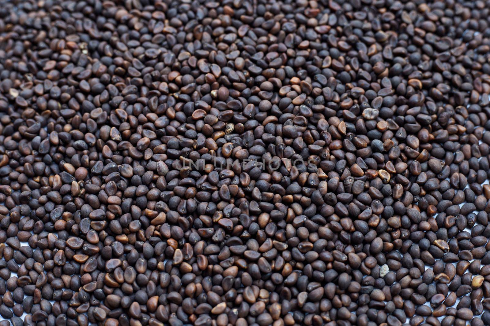 Black seed of morning glory