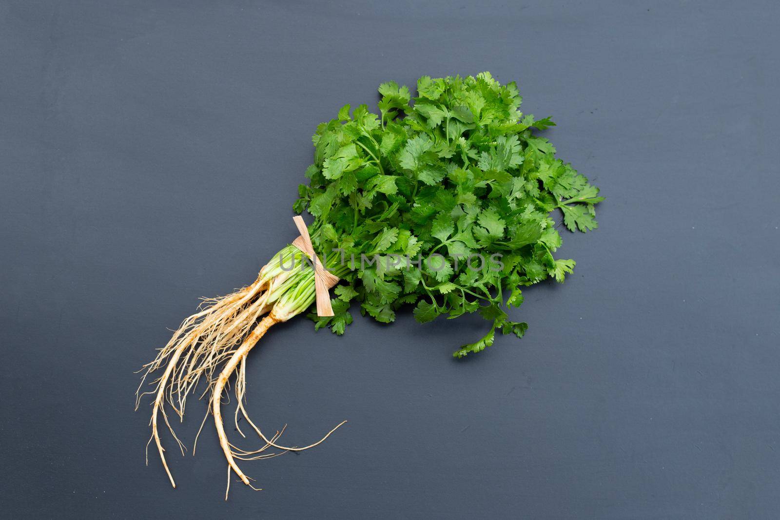 Fresh coriander on dark background.